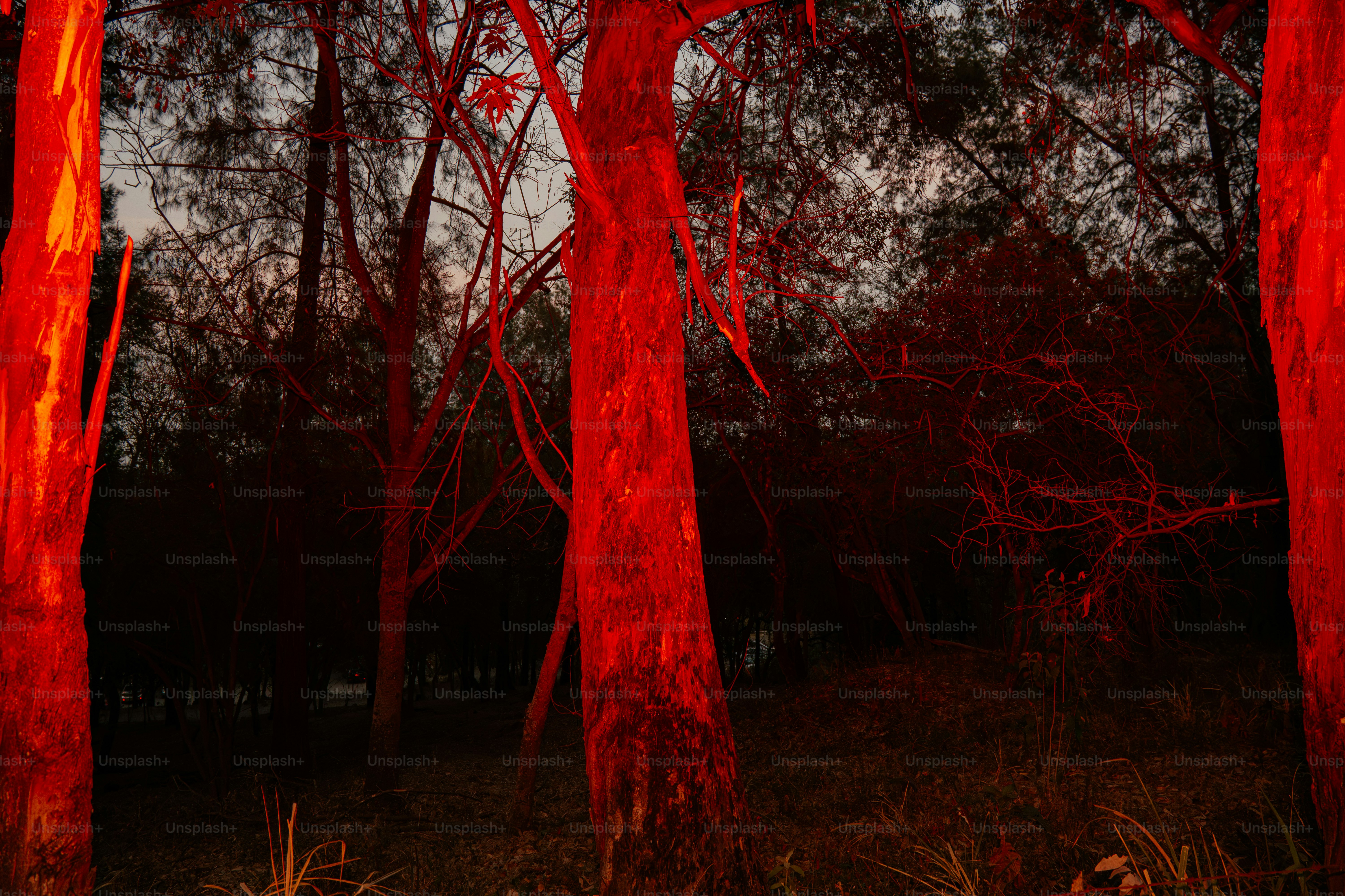Red-lit tree trunks stand out in a dark forest.
