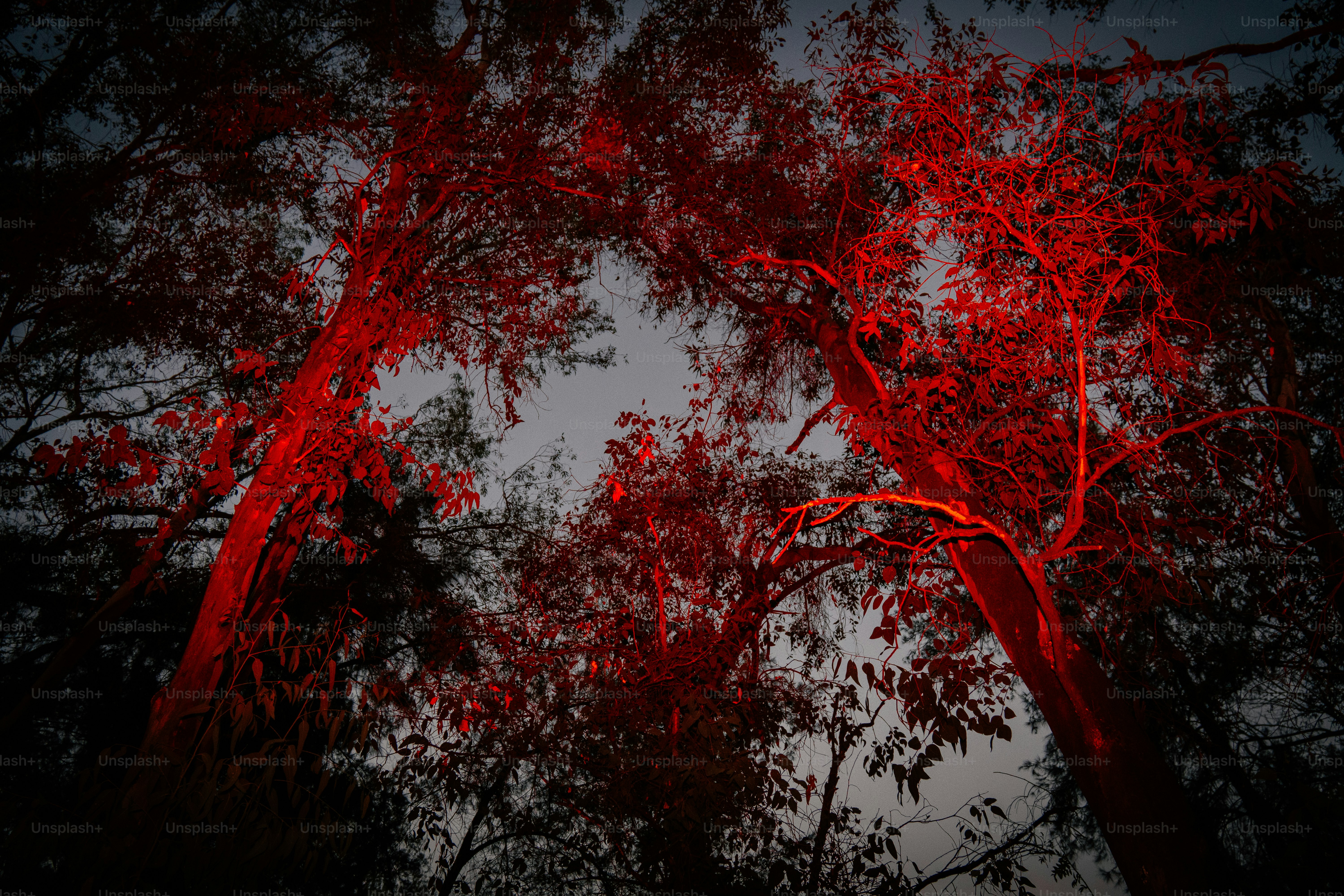 A striking red bare tree against a pale sky. photo – Graphic Image on ...