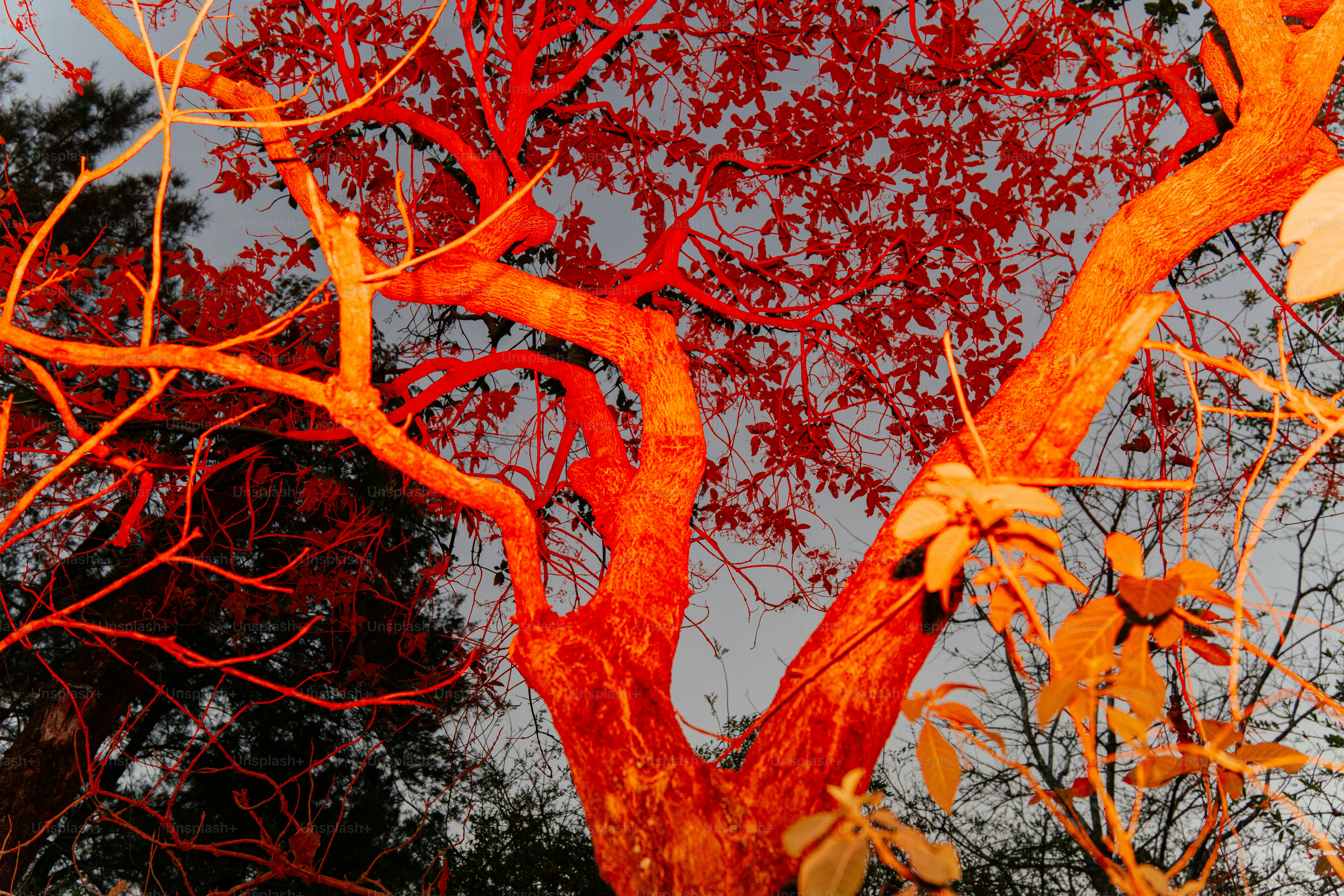 A striking red bare tree against a pale sky. photo – Graphic Image on ...