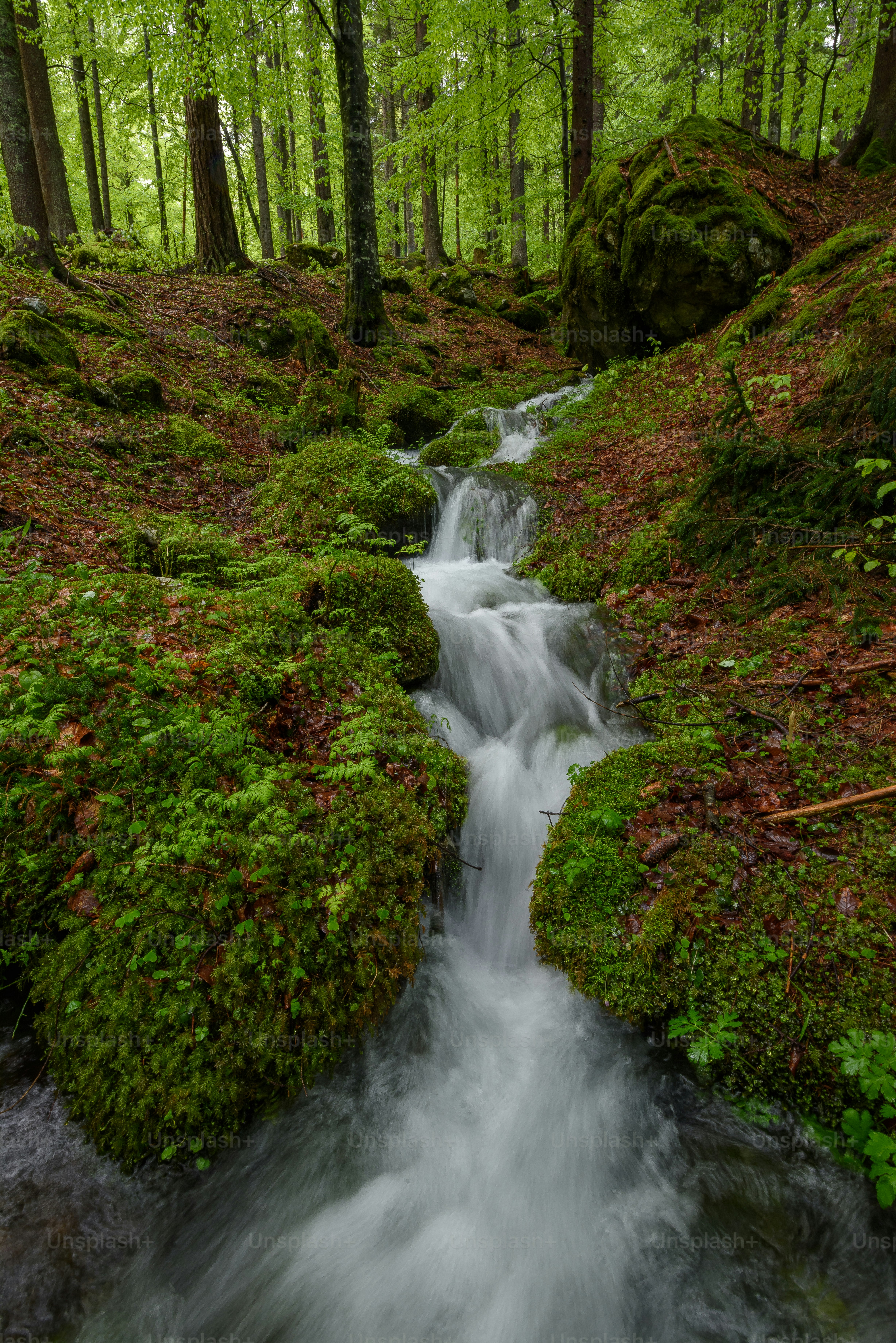A serene stream flows through a vibrant, mossy green forest.