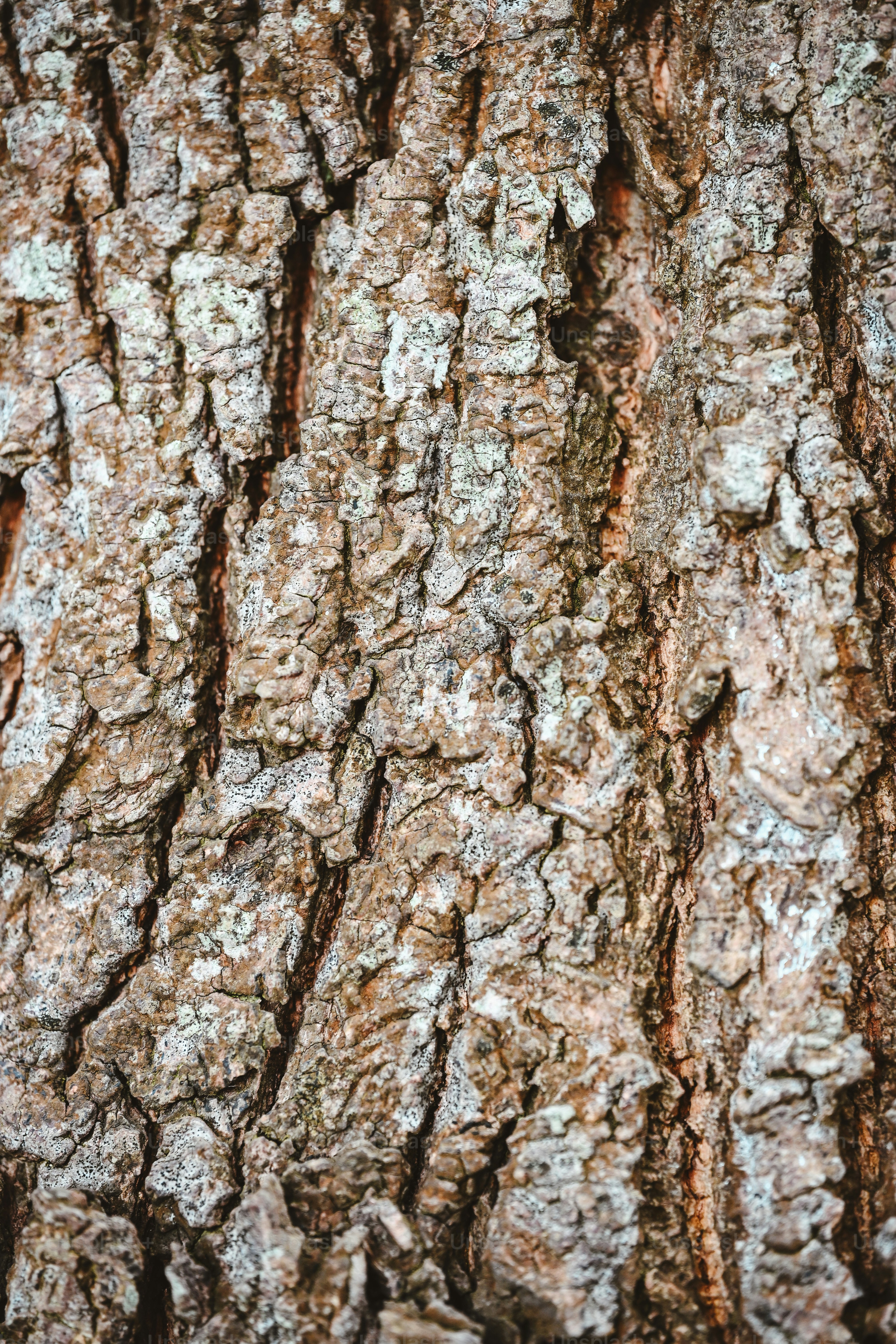 Rough, textured tree bark with natural patterns.