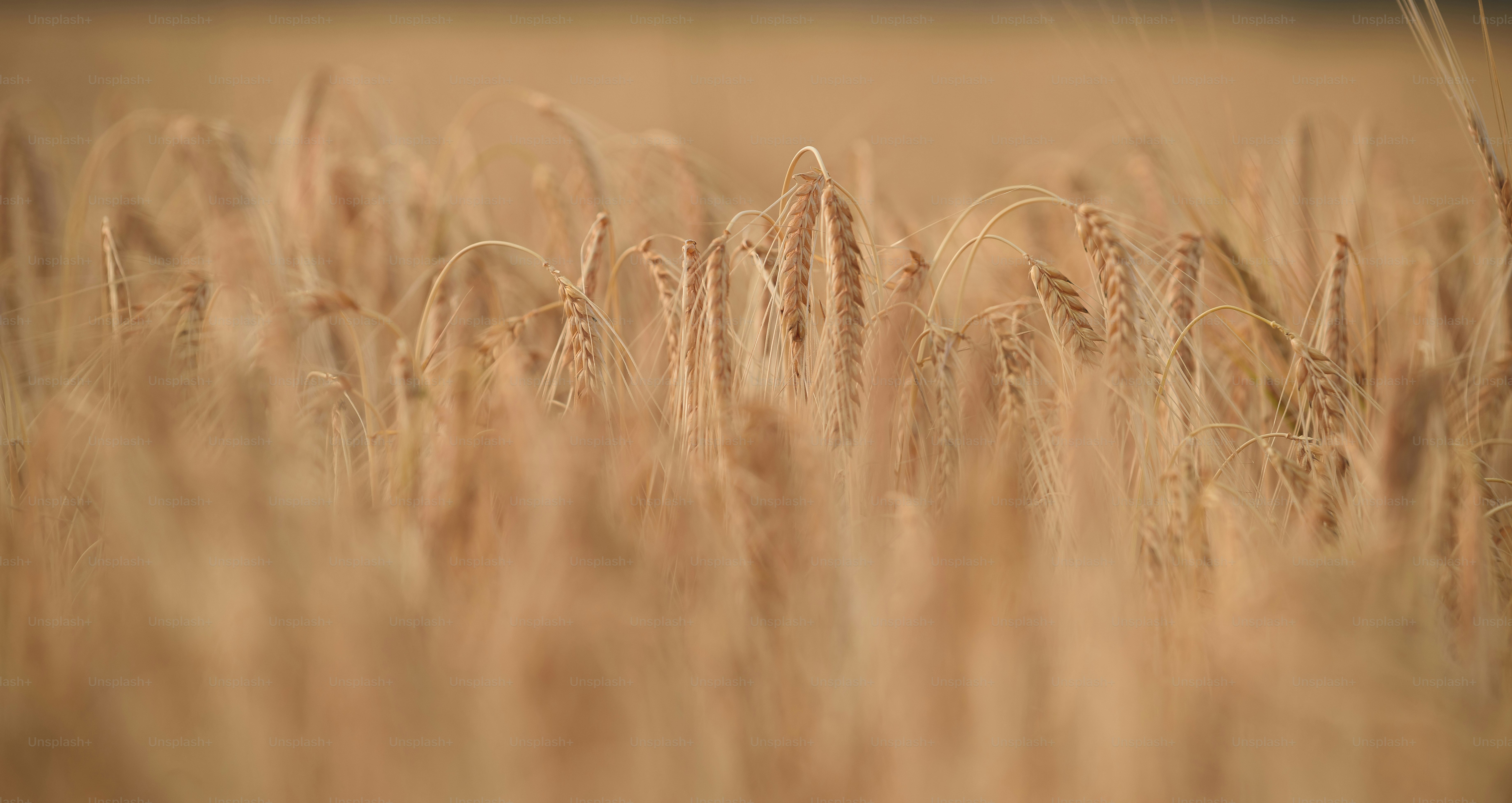 A field of golden wheat stalks ready for harvest.