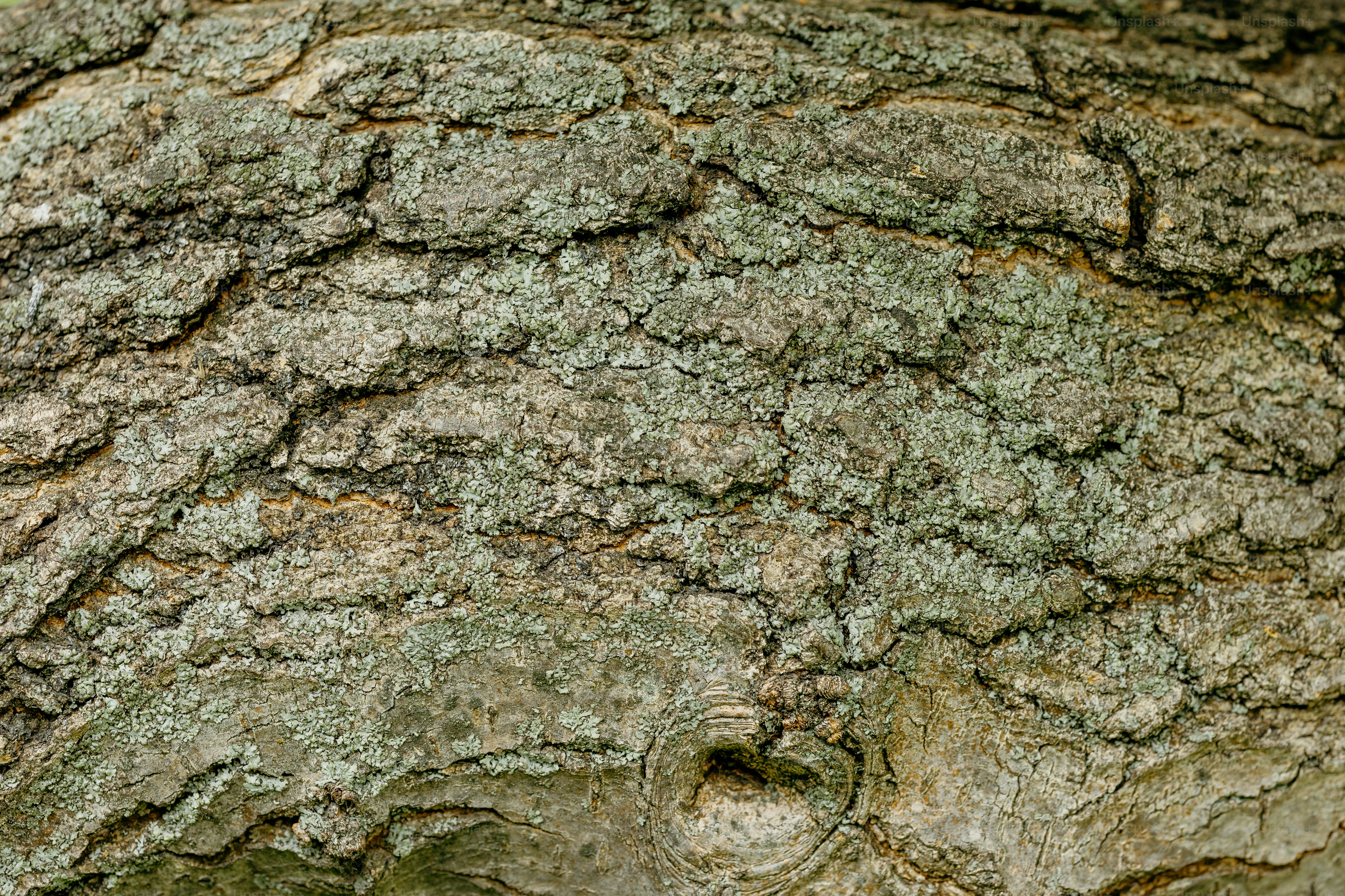 Rough, textured greenish-grey tree bark with natural patterns.