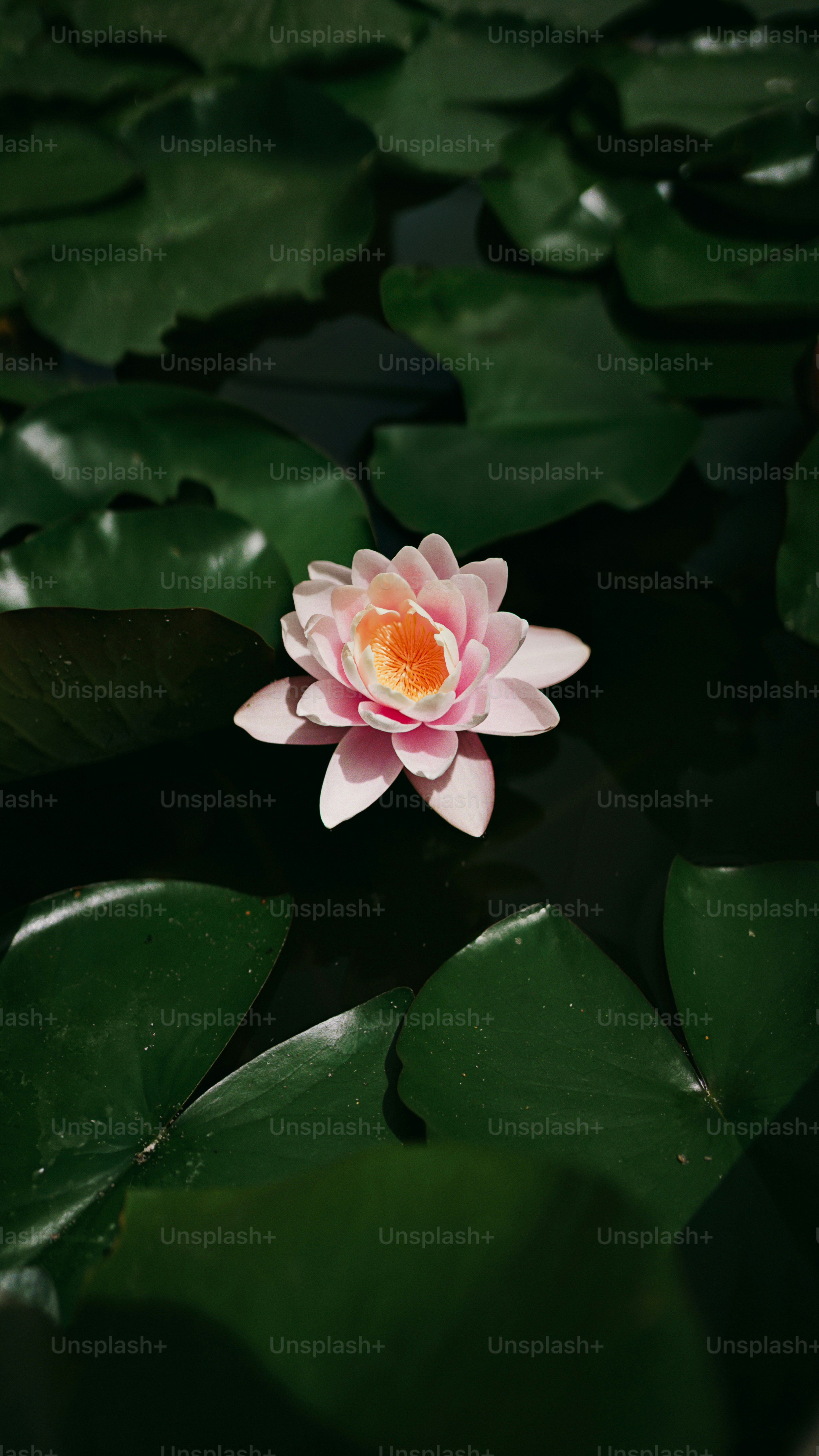 Eine rosa Seerose schwimmt zwischen dunkelgrünen Seerosenblättern
