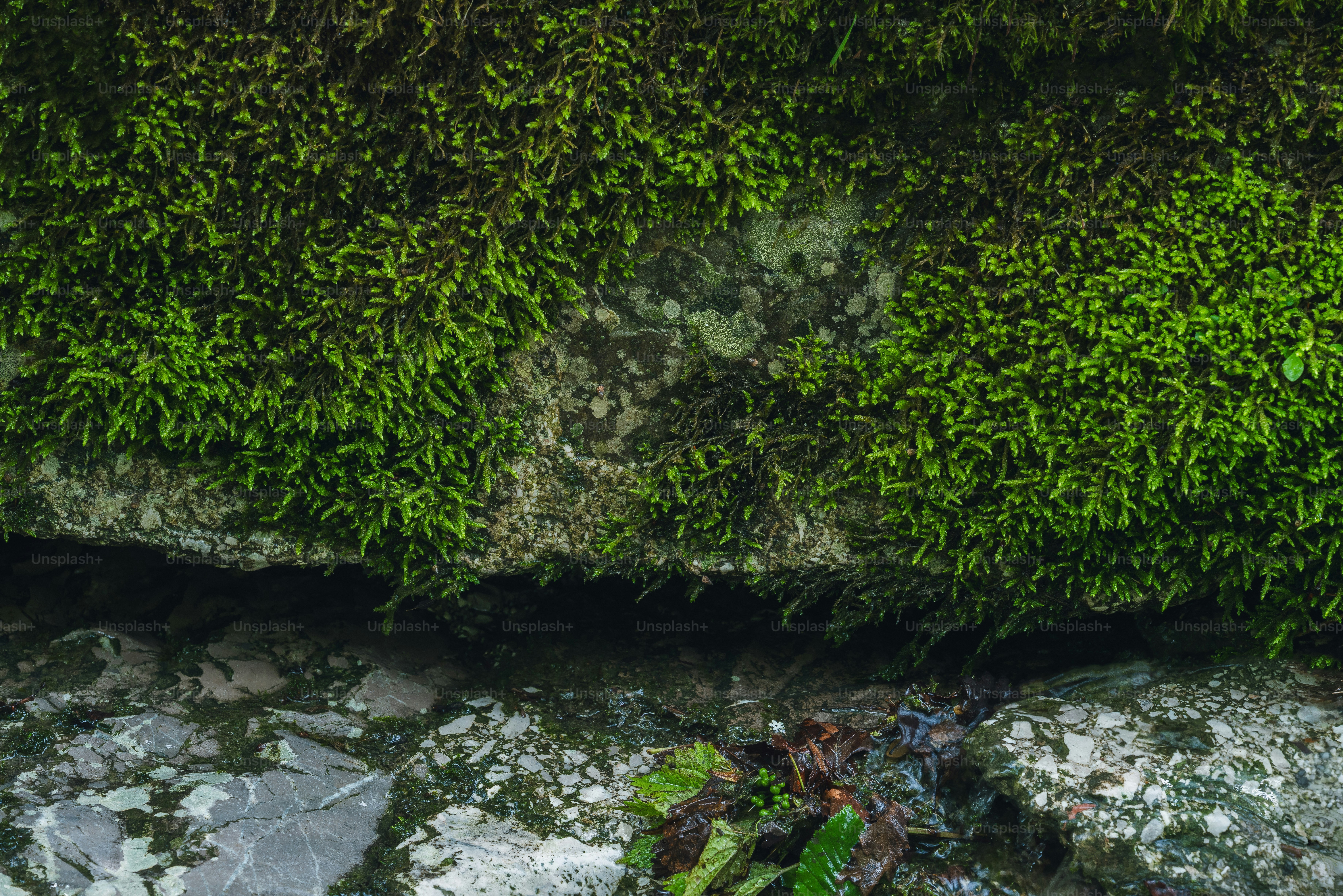 Textured rock surface covered with vibrant green moss.