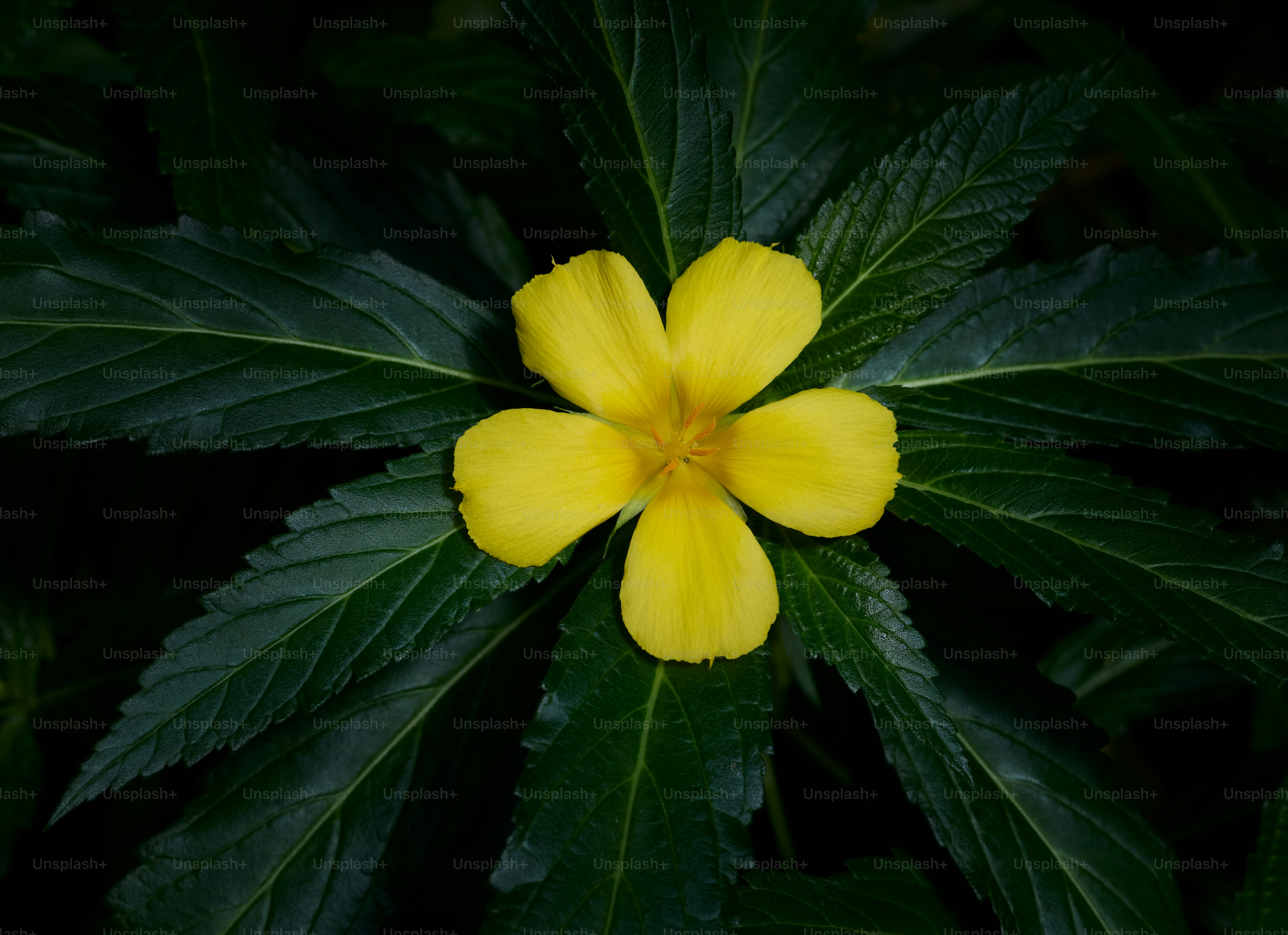 A bright yellow flower centered among dark green leaves.