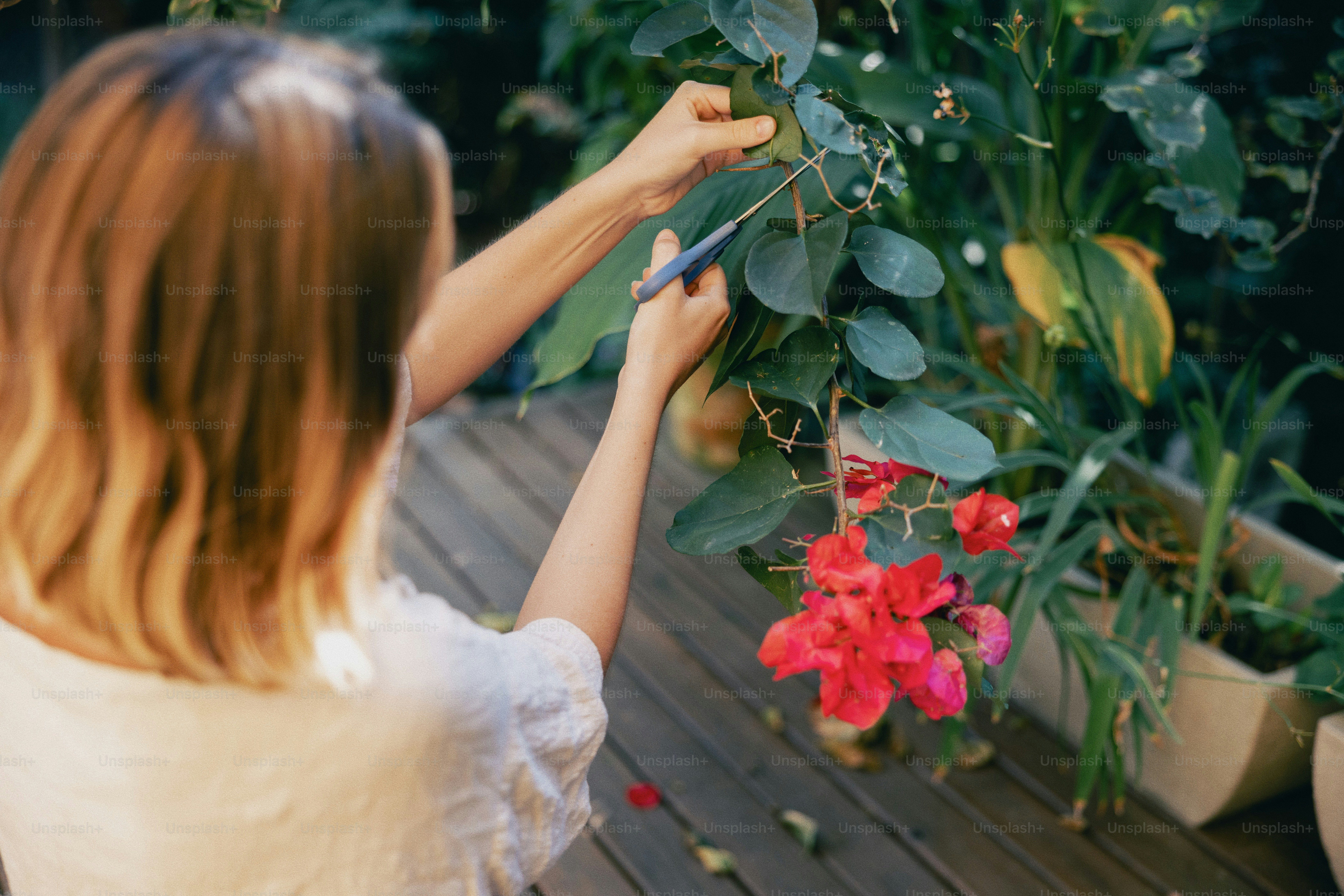A person prunes green plants with vibrant red flowers.