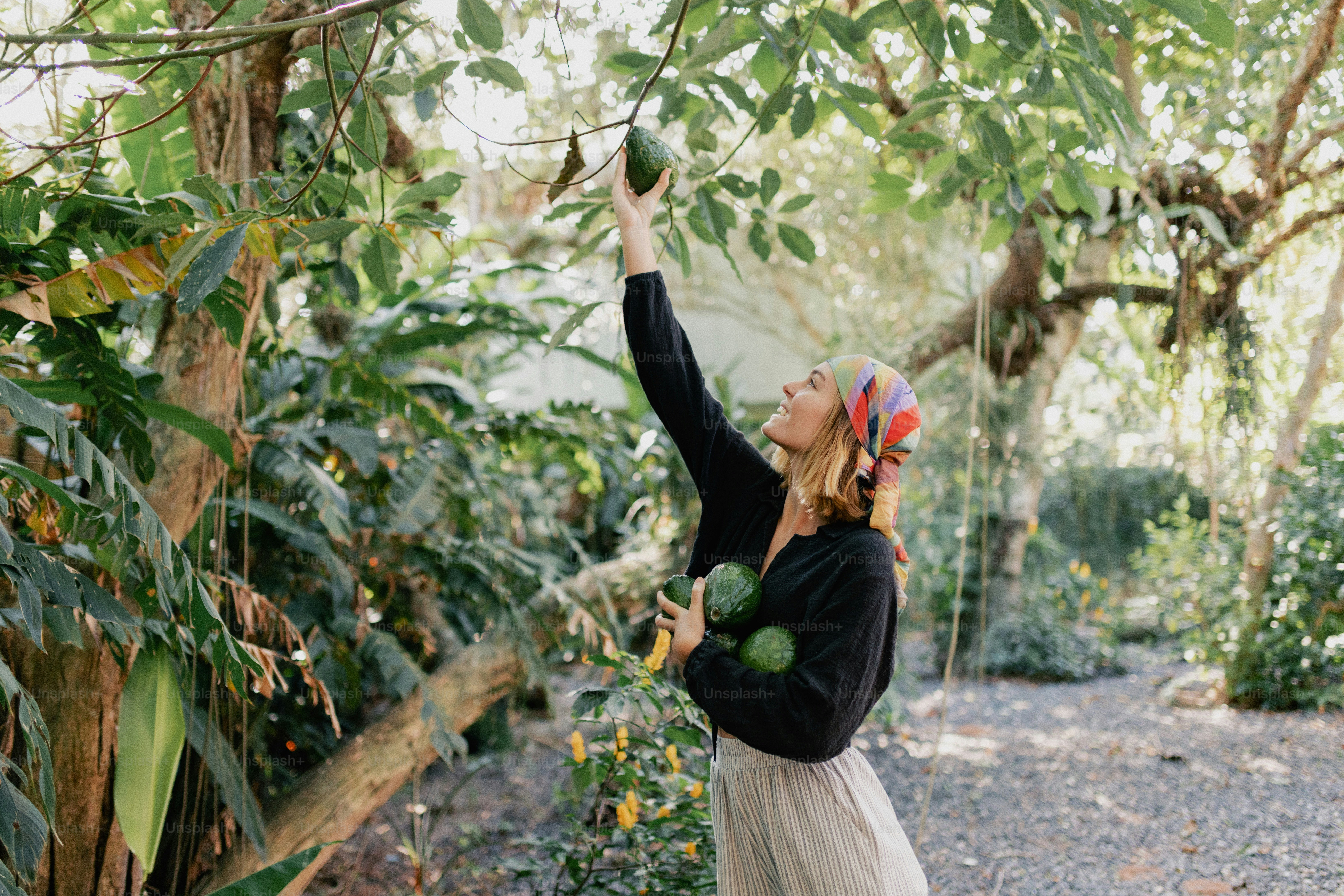 Woman picking avocados from a tree in a lush garden.