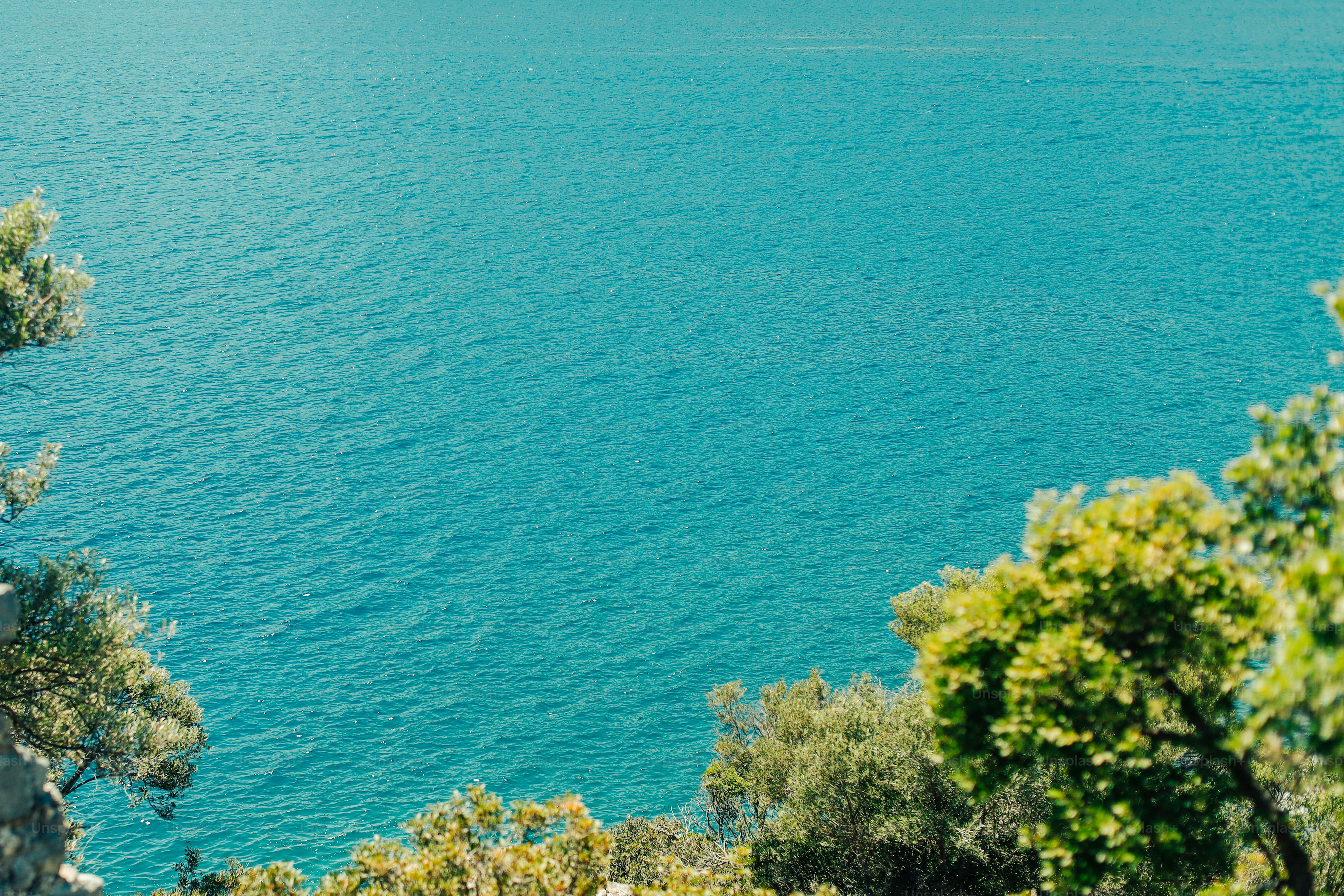 Acqua turchese dell'oceano incorniciata da alberi verdi e fogliame
