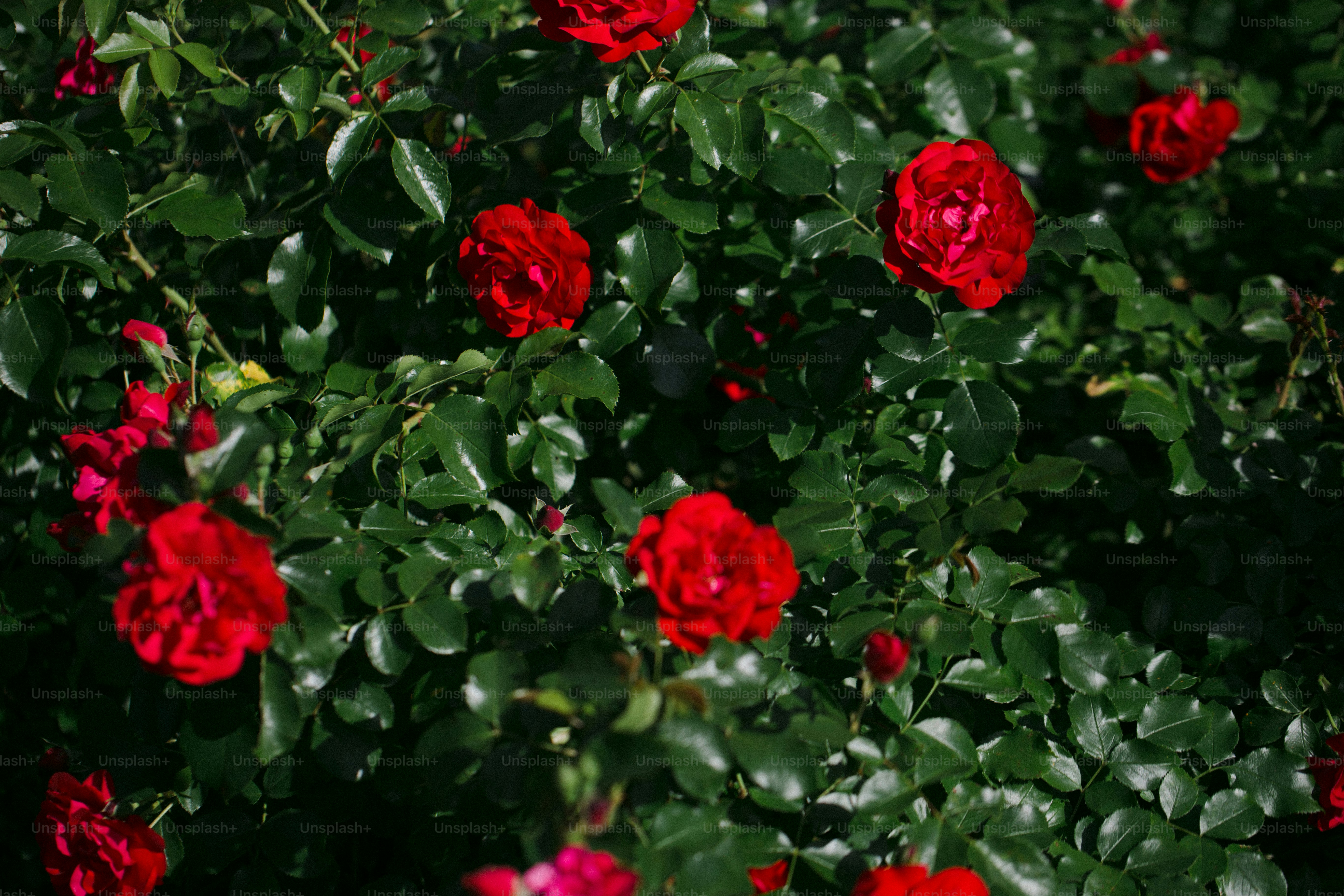 Rote Rosen, die auf einem üppig grünen Busch blühen