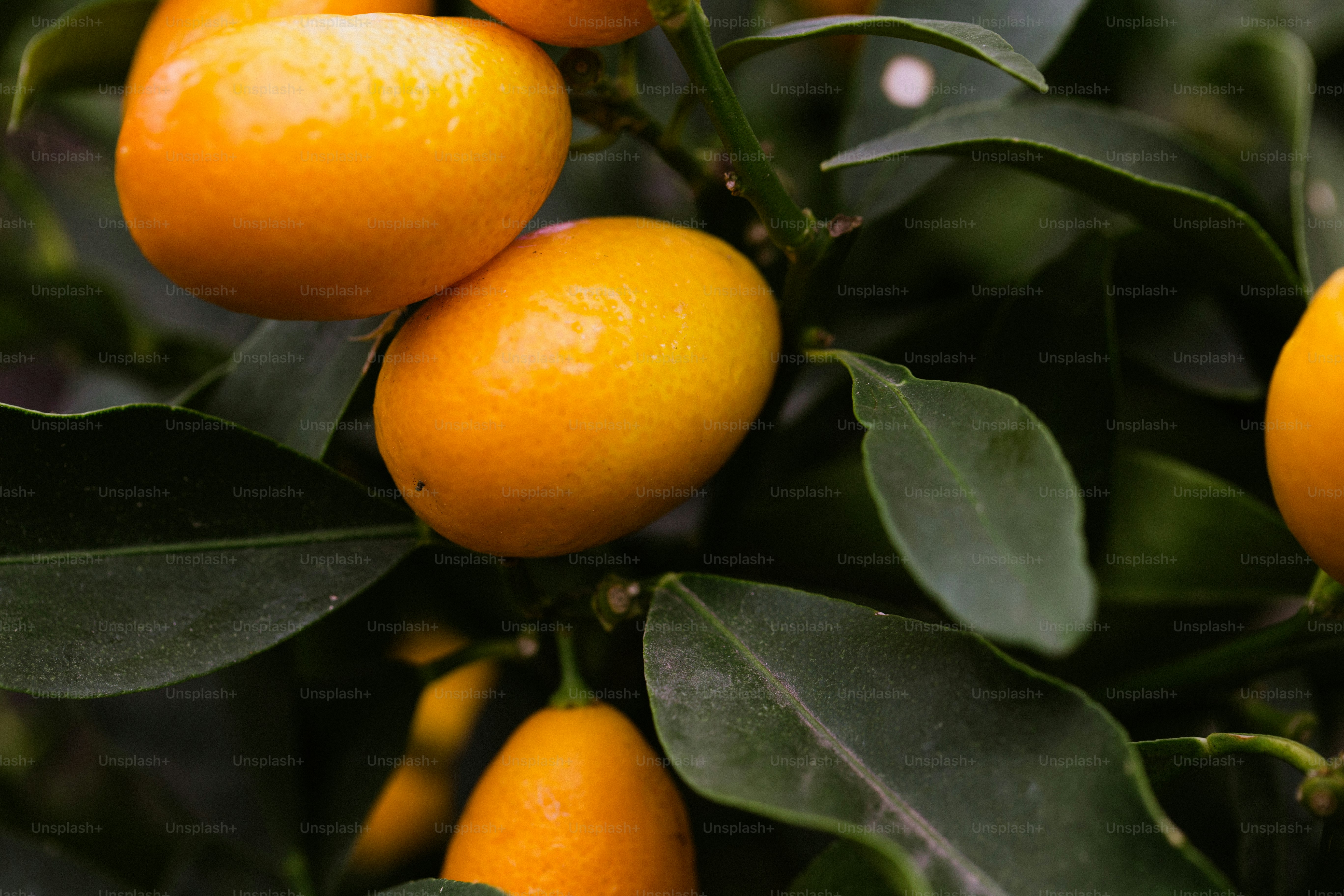 Beberapa kumquat oranye cerah pada tanaman hijau.
