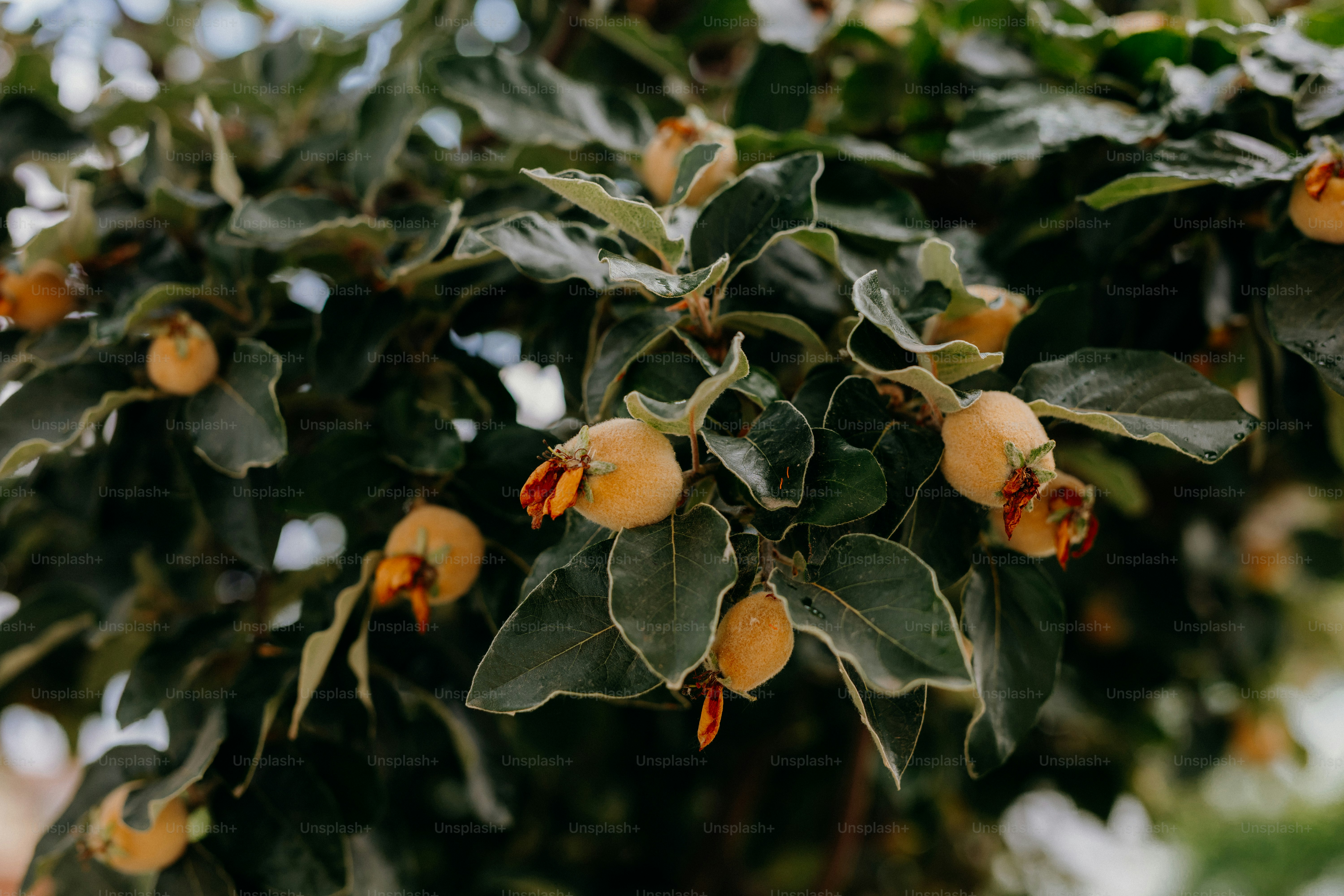 Green plant with yellow-orange fruits and frosted leaves