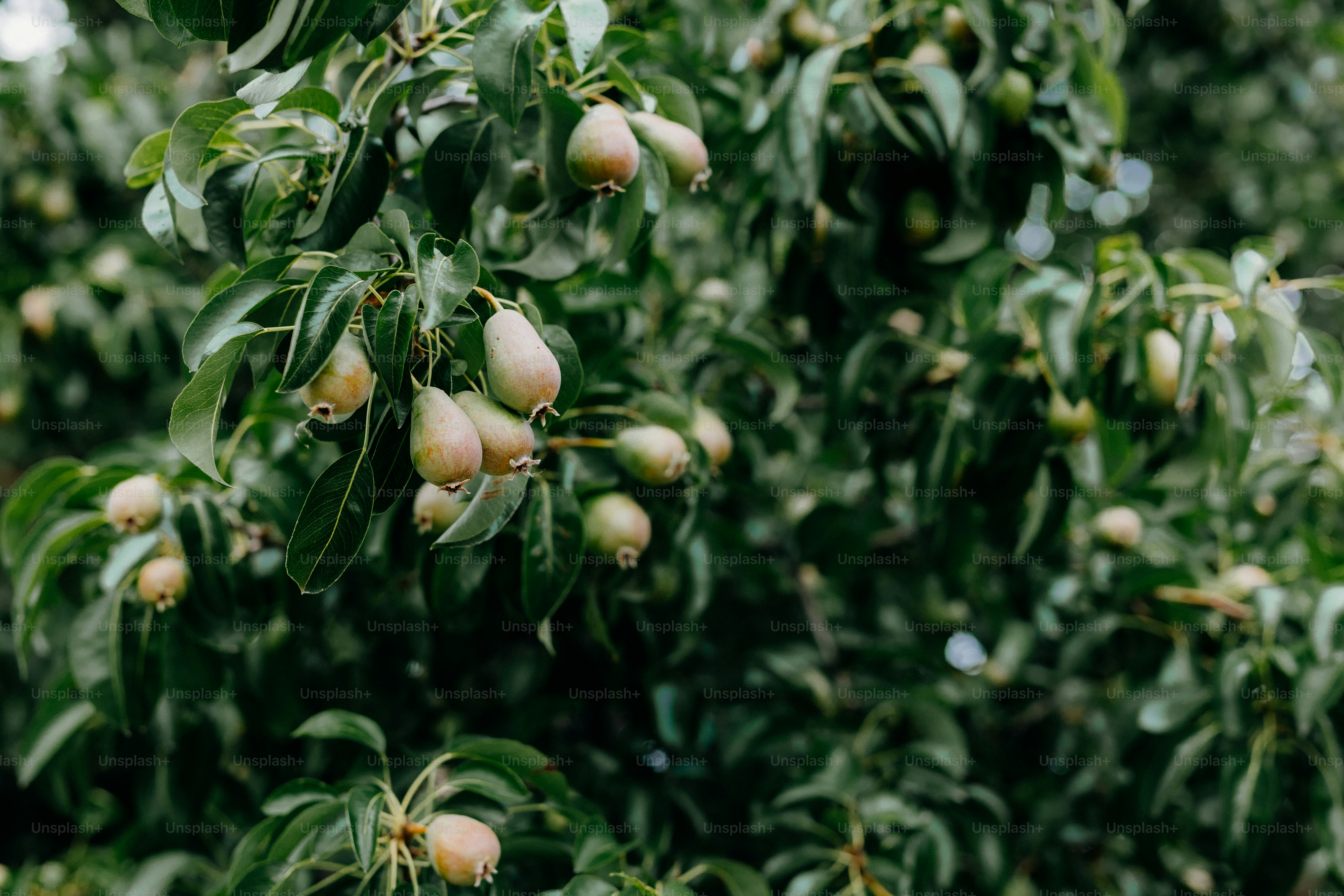 Unripe pears growing on a tree