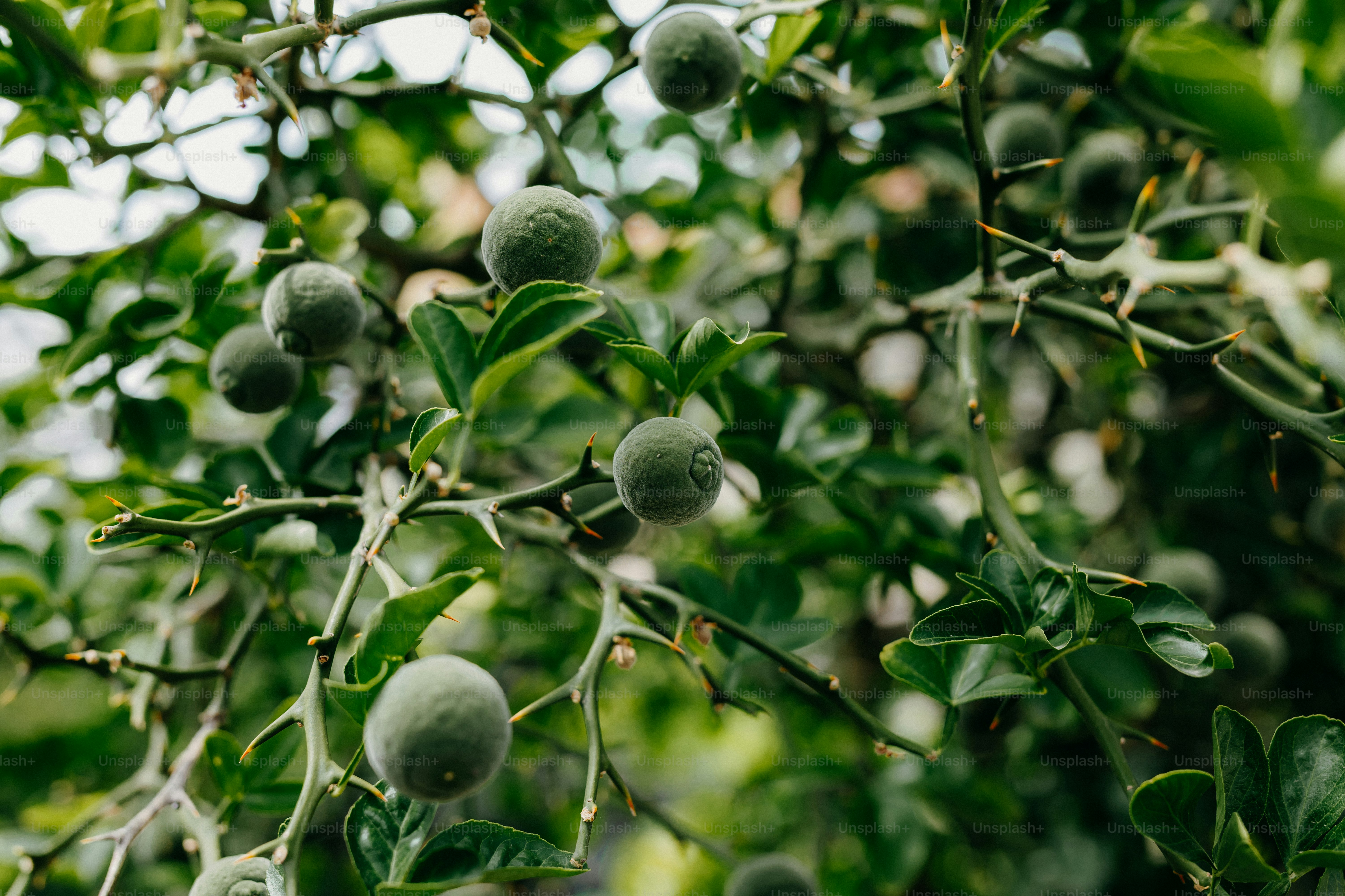Small green fruits on a thorny tree