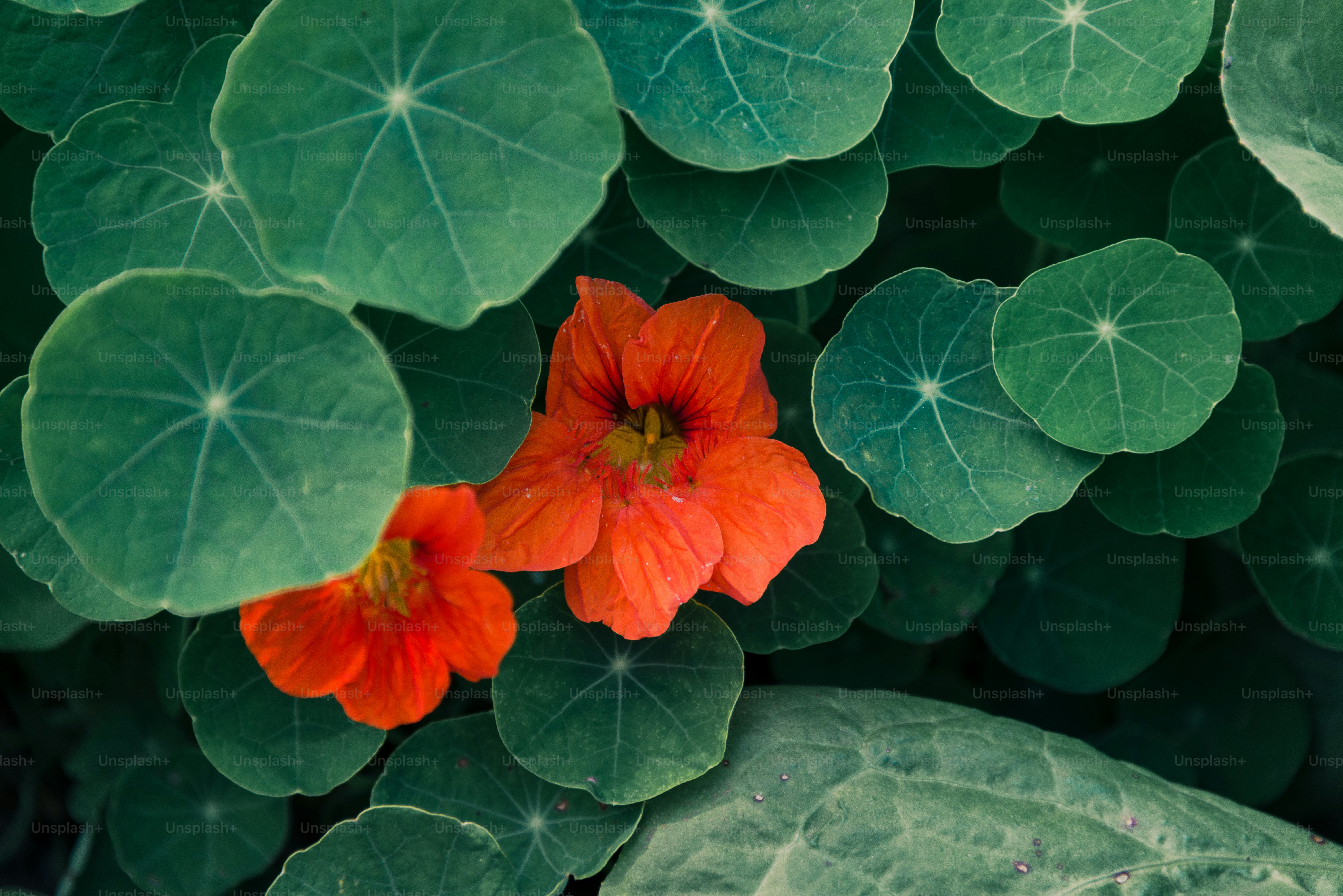 Two vibrant orange flowers bloom amidst lush green leaves.