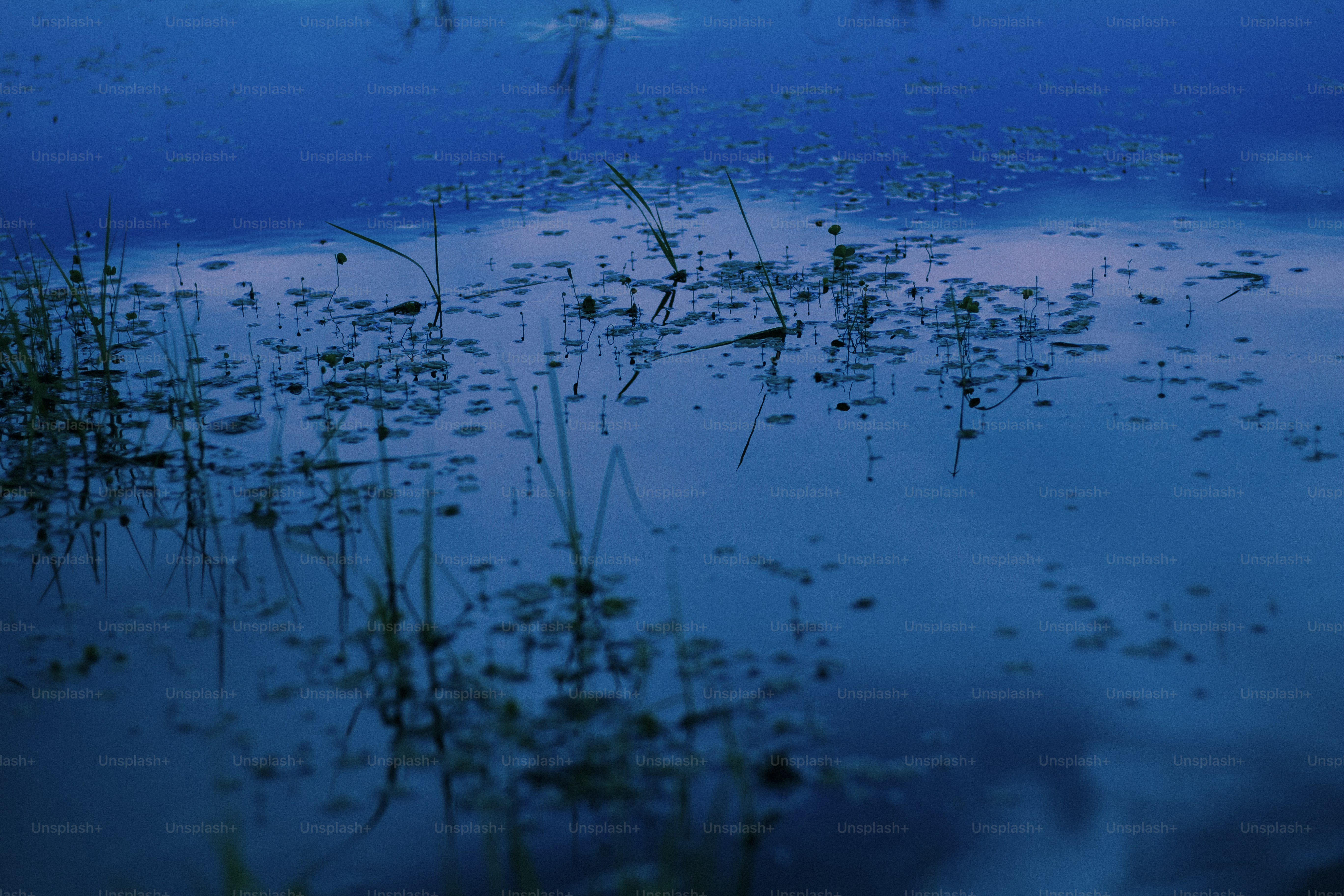 Dark blue water with floating plants and reflections.