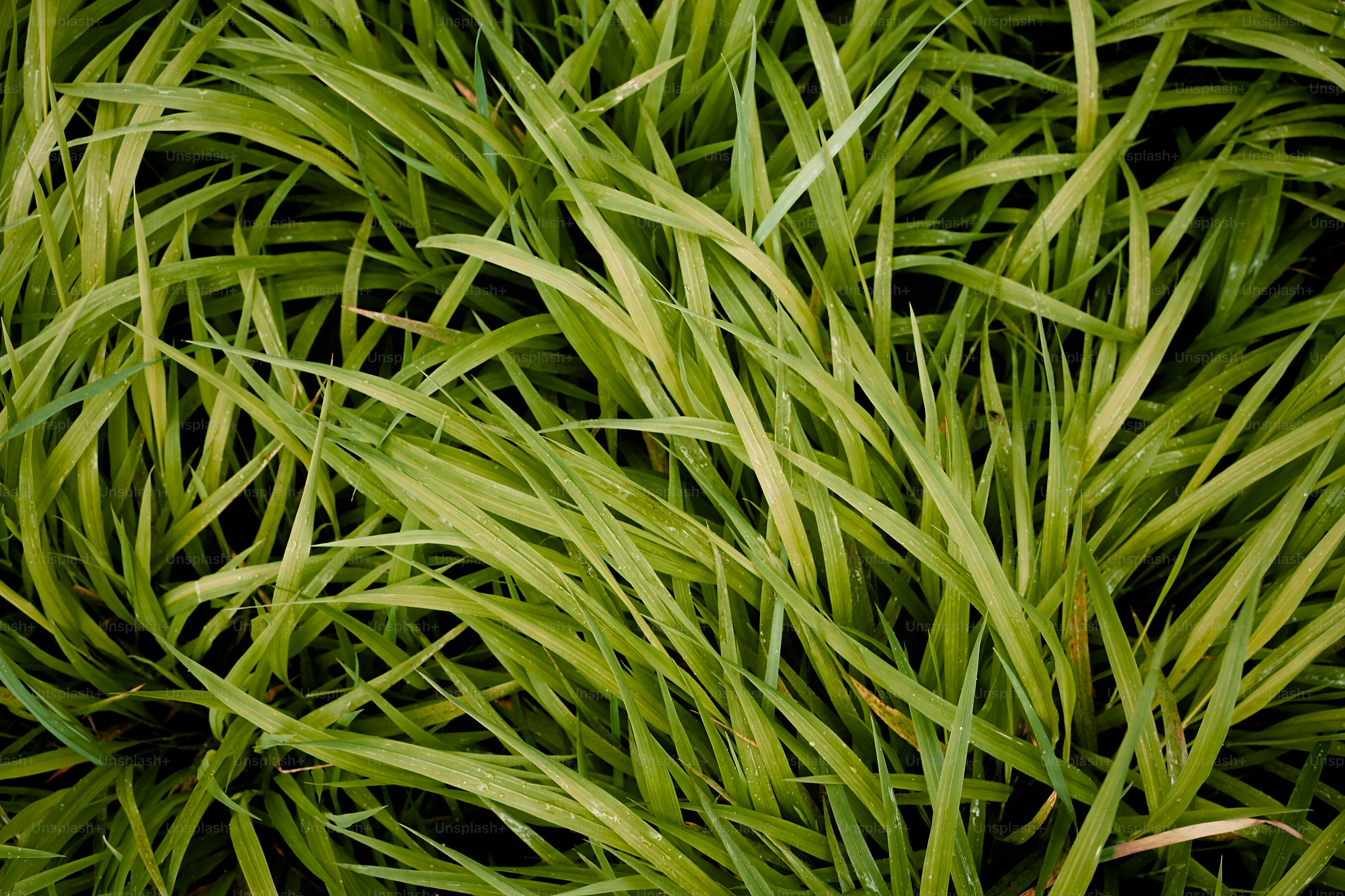 新鮮な緑の草の密度の高い質感。