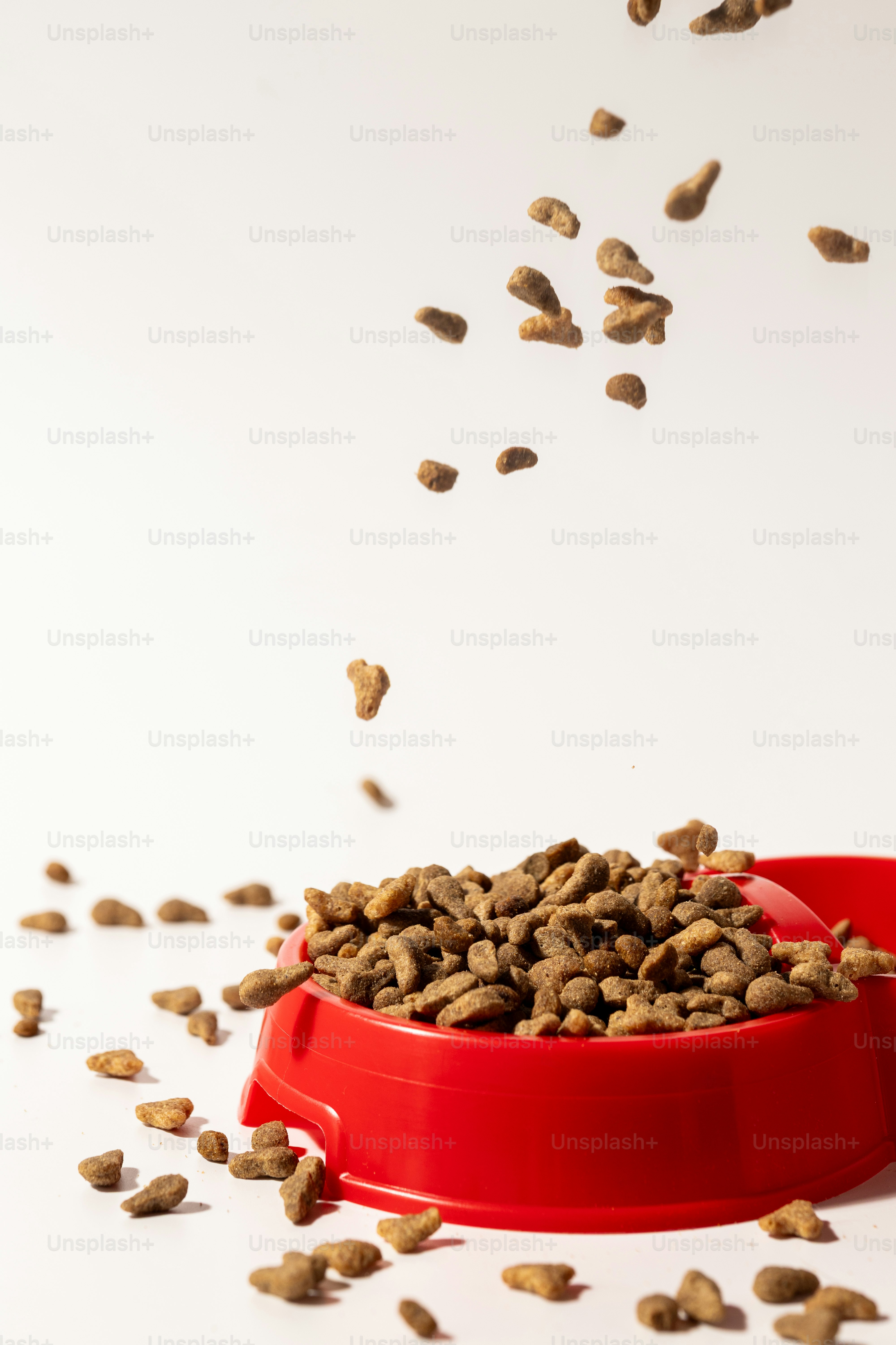 Kitten eating from a red bowl on a round mat. photo – Food Image on ...