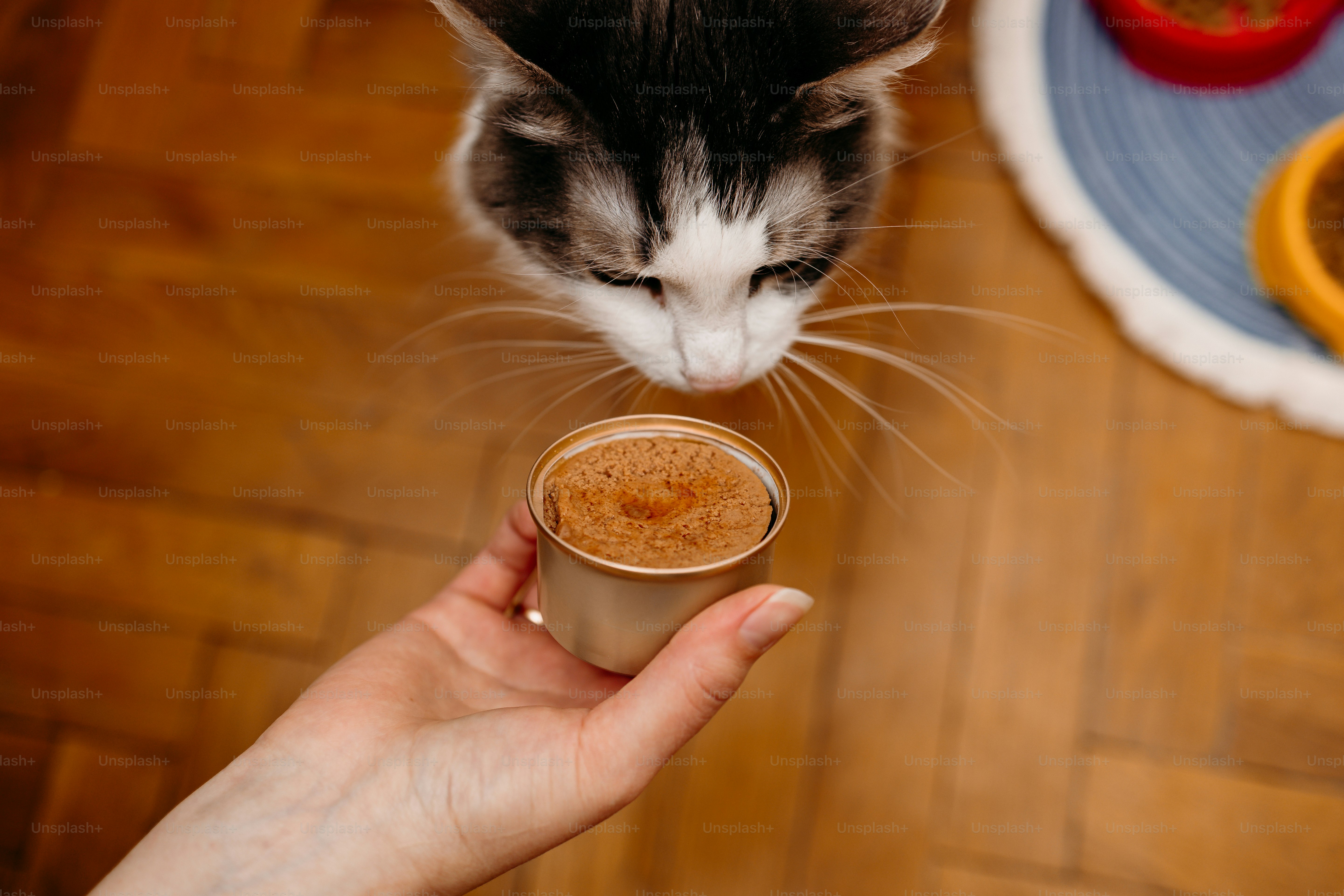 A cat sniffing wet food held by a hand.