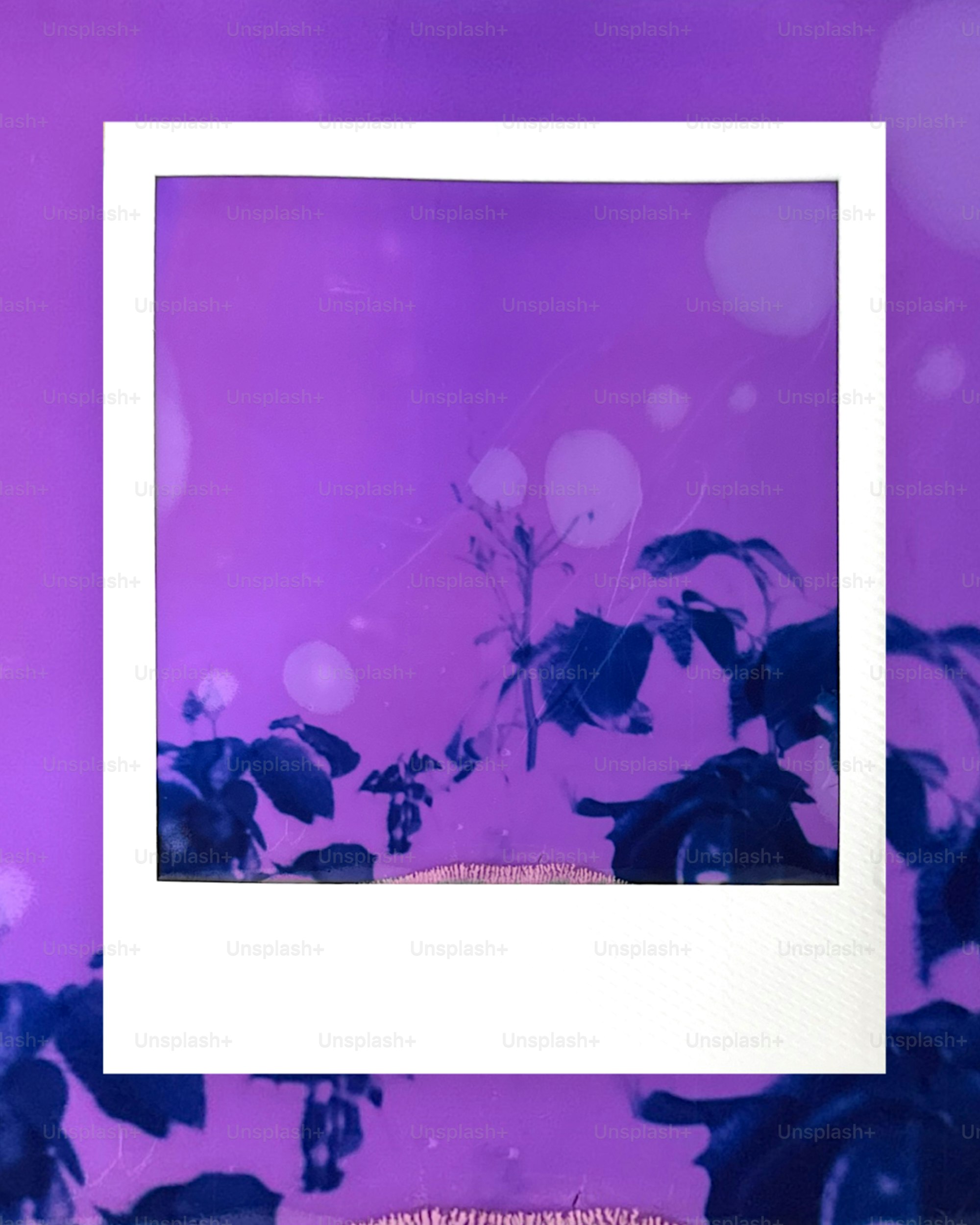 A white polaroid frame showcasing a purple-toned plant image.