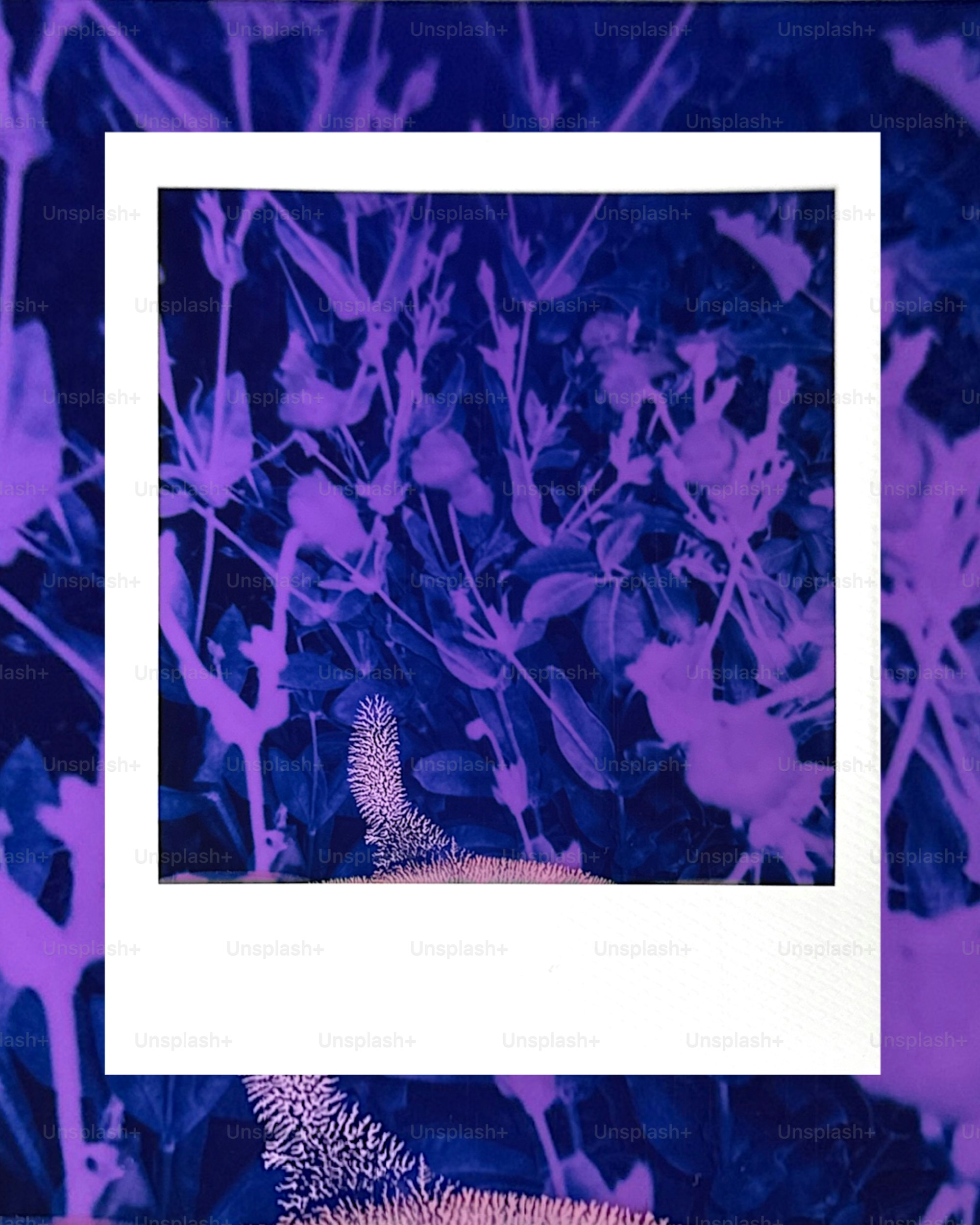 A white polaroid frame overlays blue and purple plants.