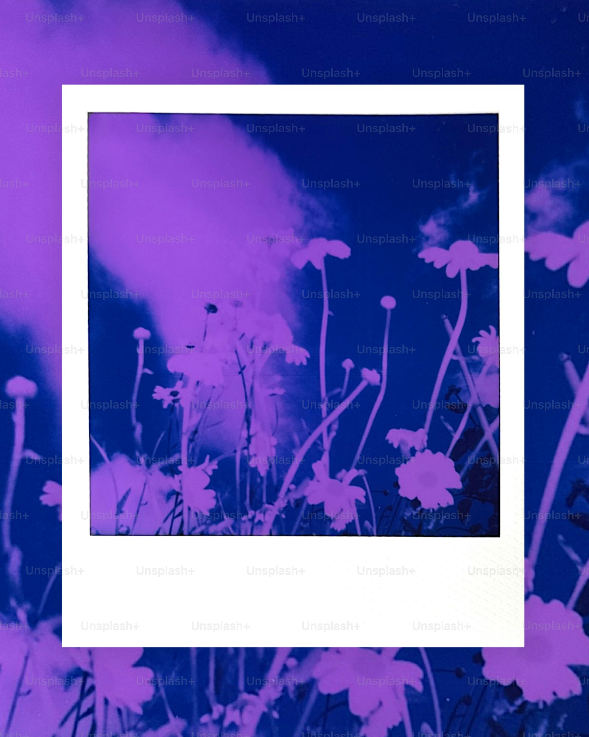 Purple and blue flowers with clouds inside a polaroid frame.