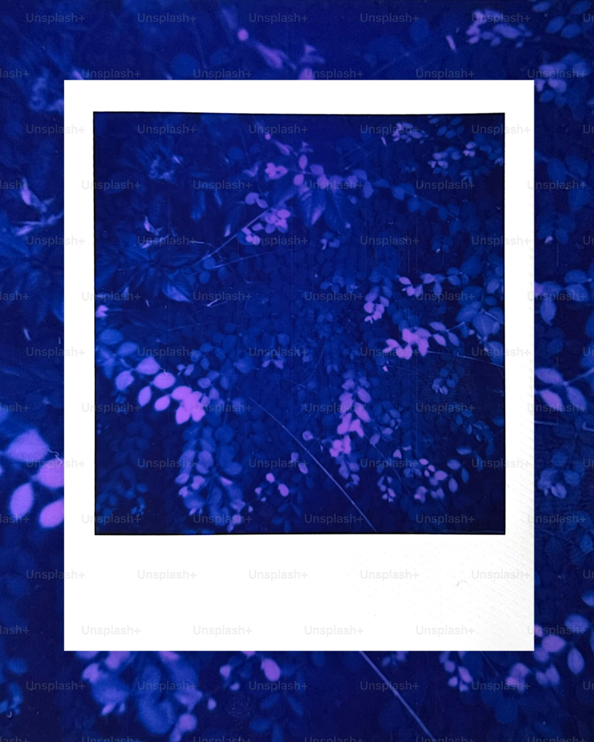 White polaroid frame over dark blue and purple leaves.