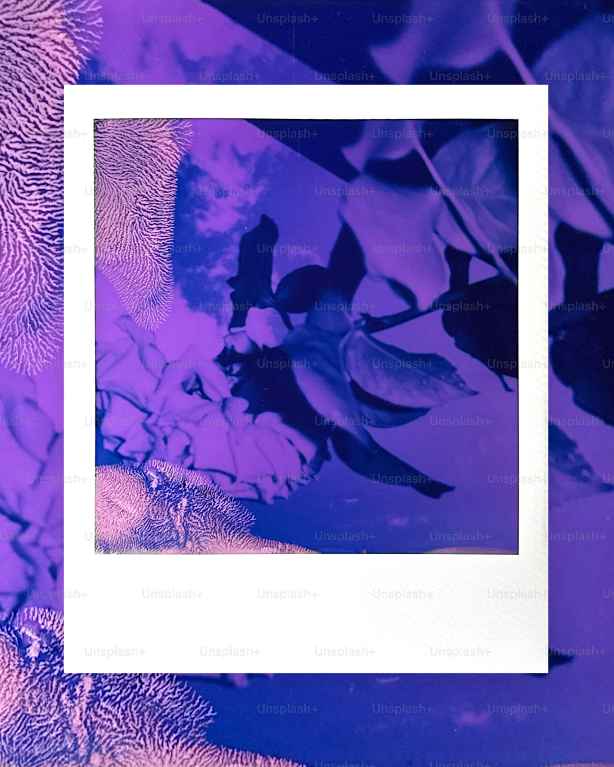 Purple-toned botanical image in a white polaroid frame.