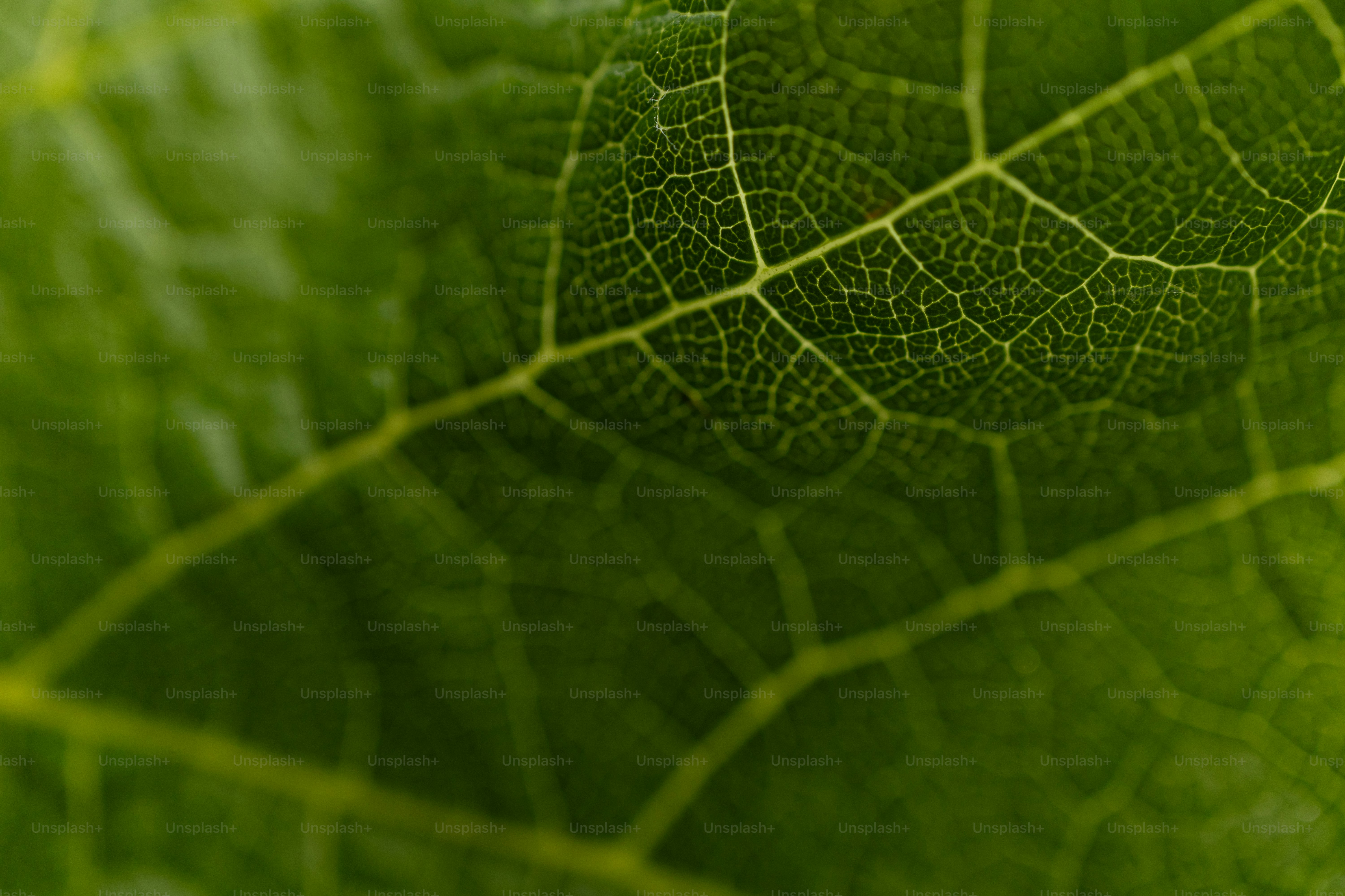Close-up daun hijau cerah dengan pola urat yang rumit.