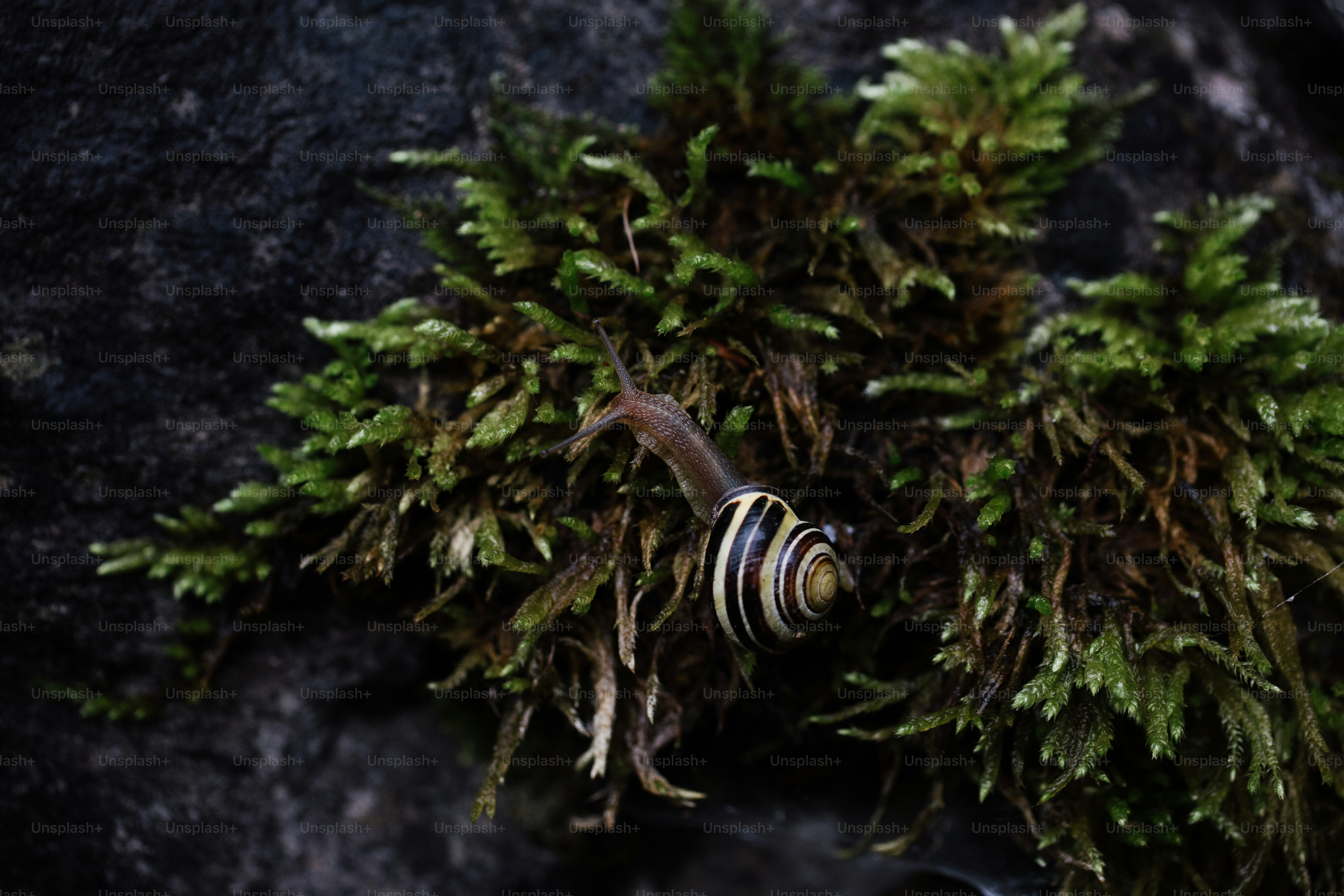 Siput bergaris merangkak di lumut hijau cerah.