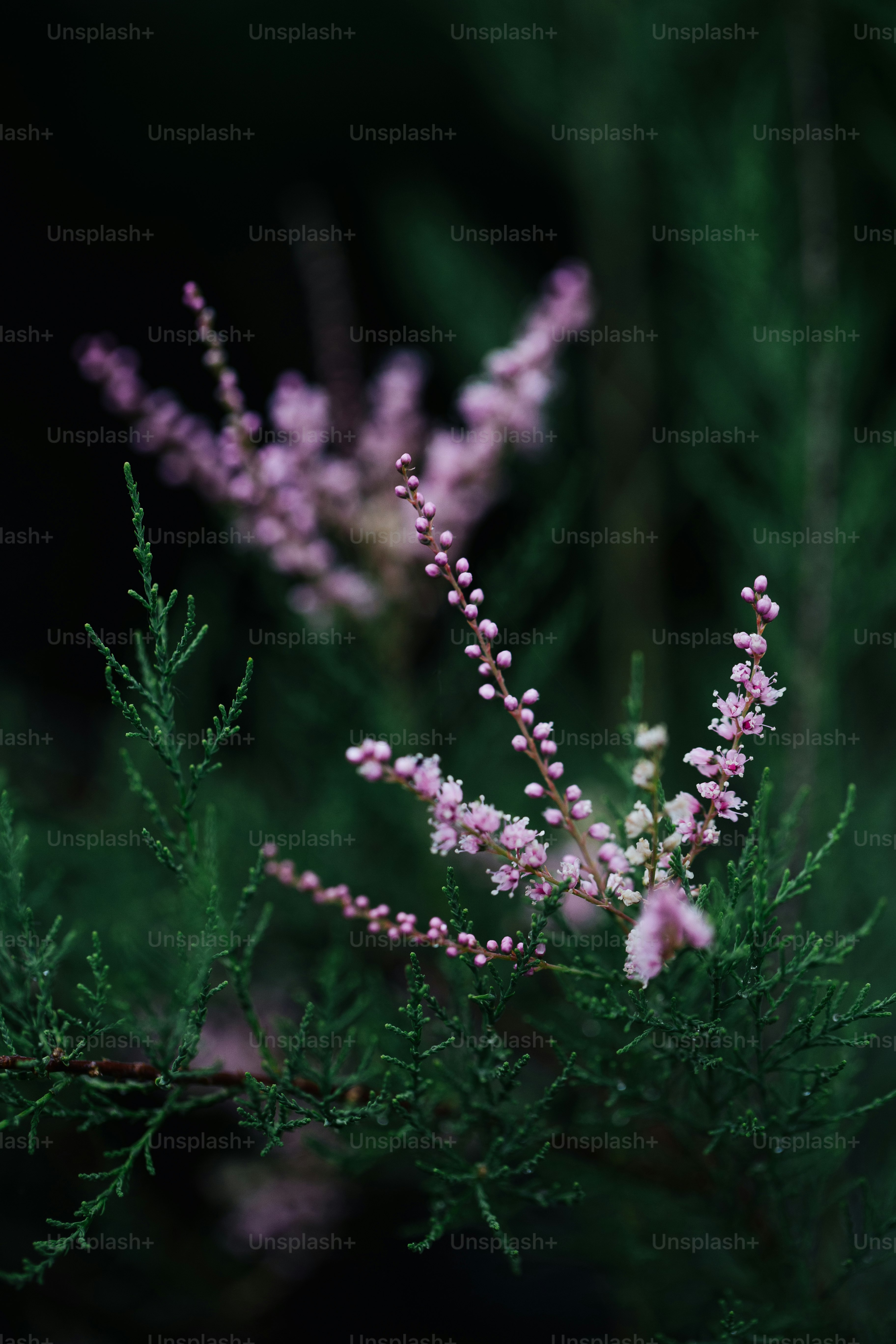 Bunga merah muda pada cabang juniper hijau.