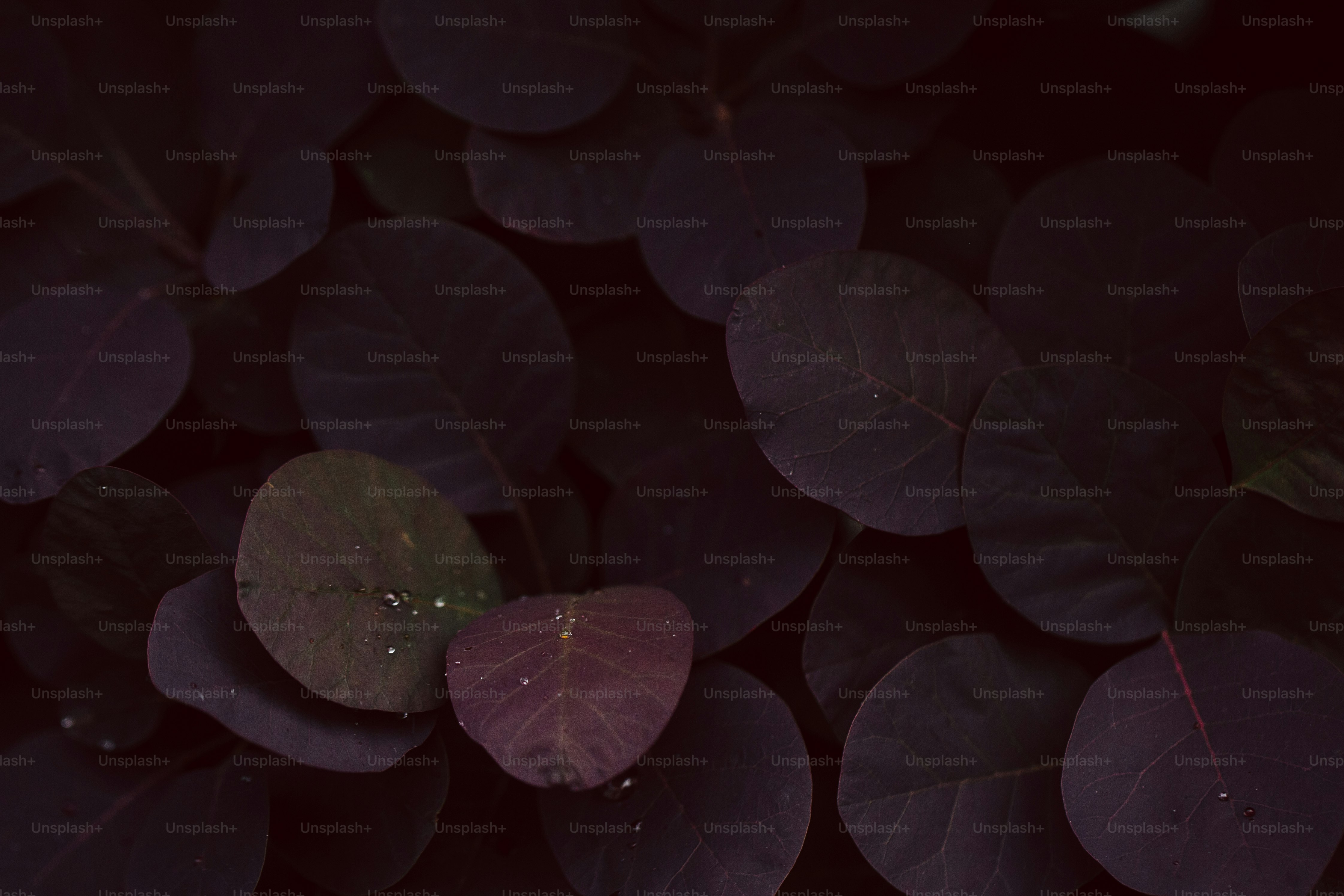 Dark purple leaves with water droplets in a moody setting.