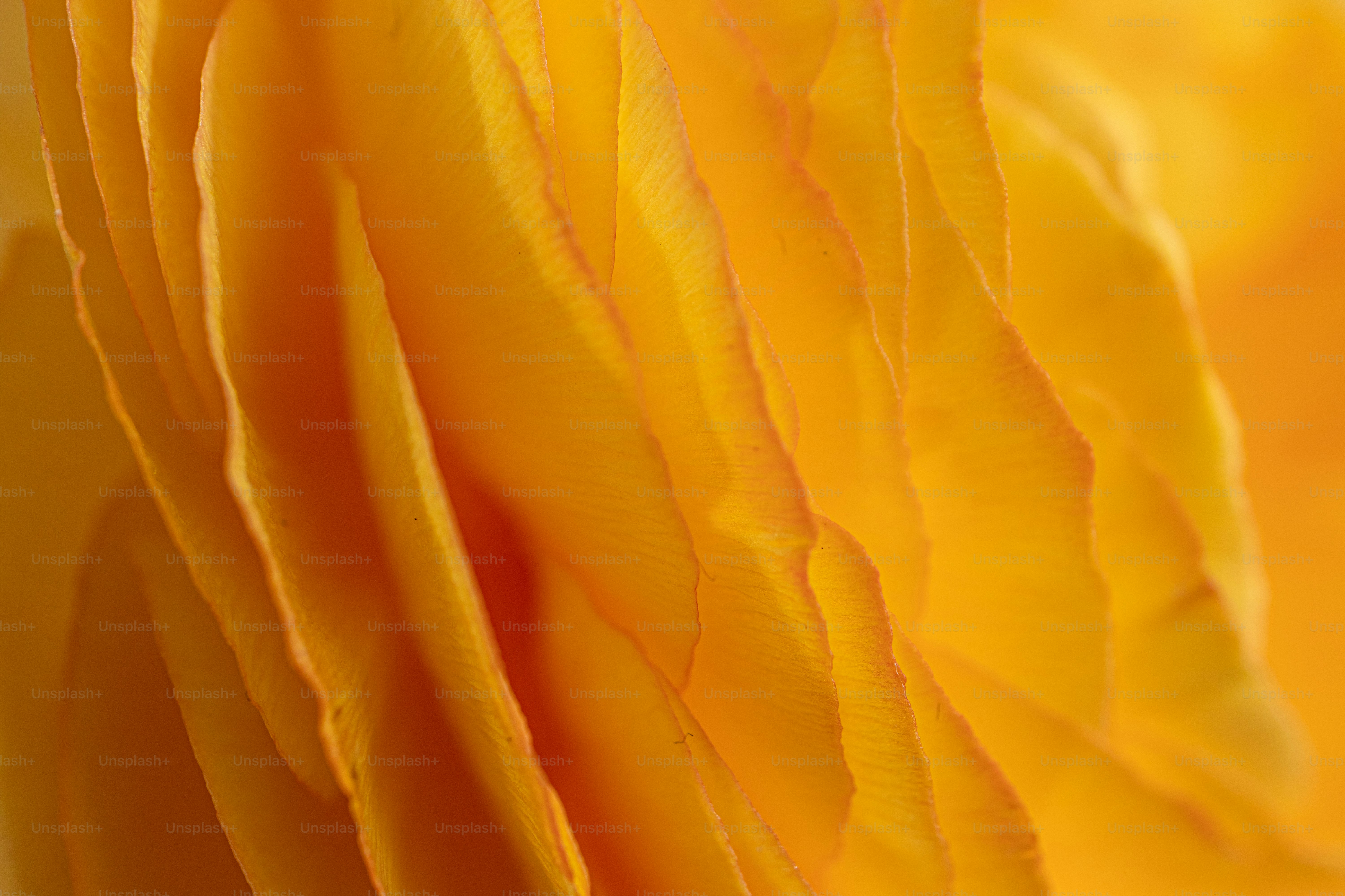 Close-up lipatan dan tekstur kuning lembut