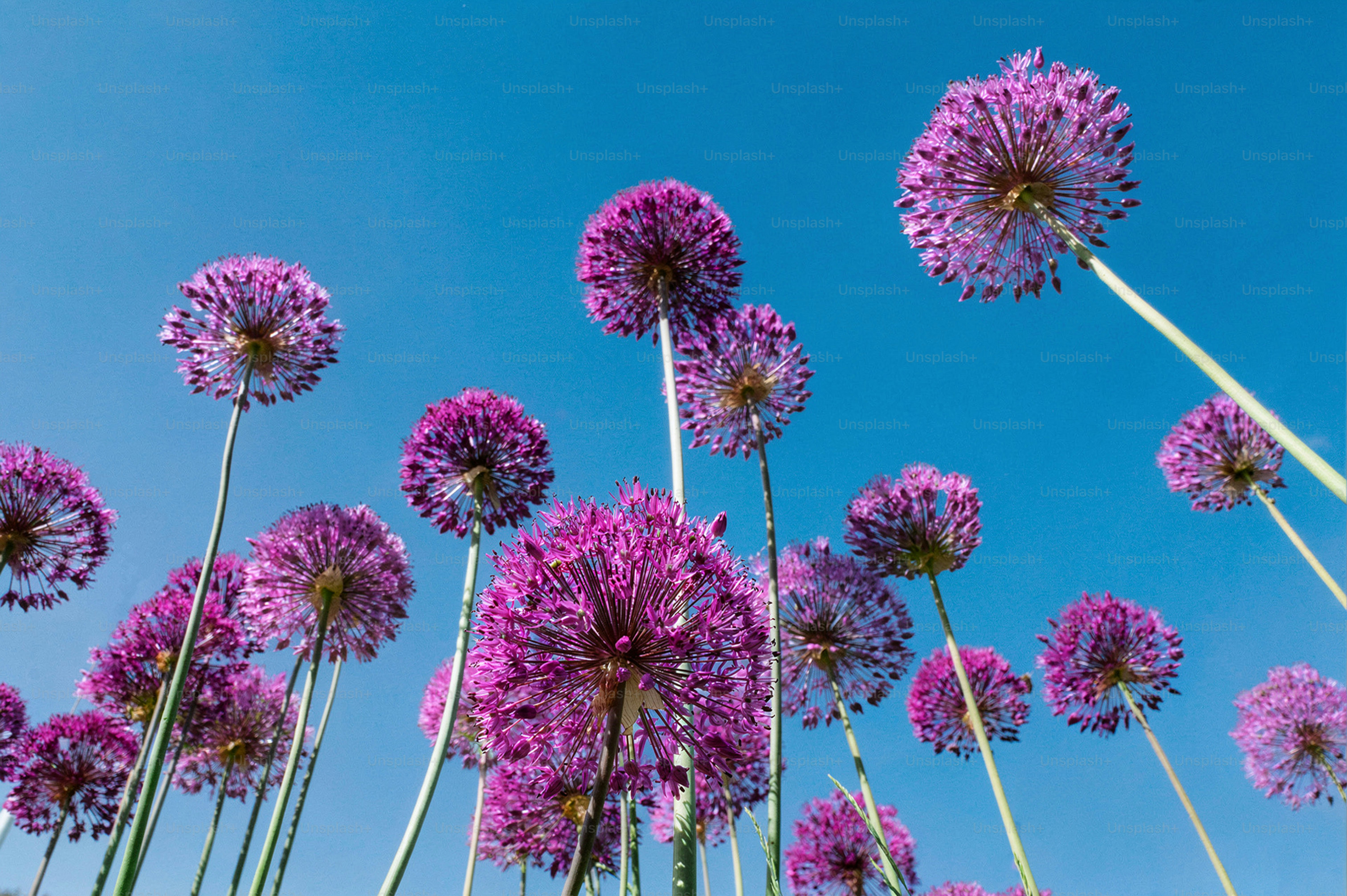 Purple allium flowers reaching towards a clear blue sky.