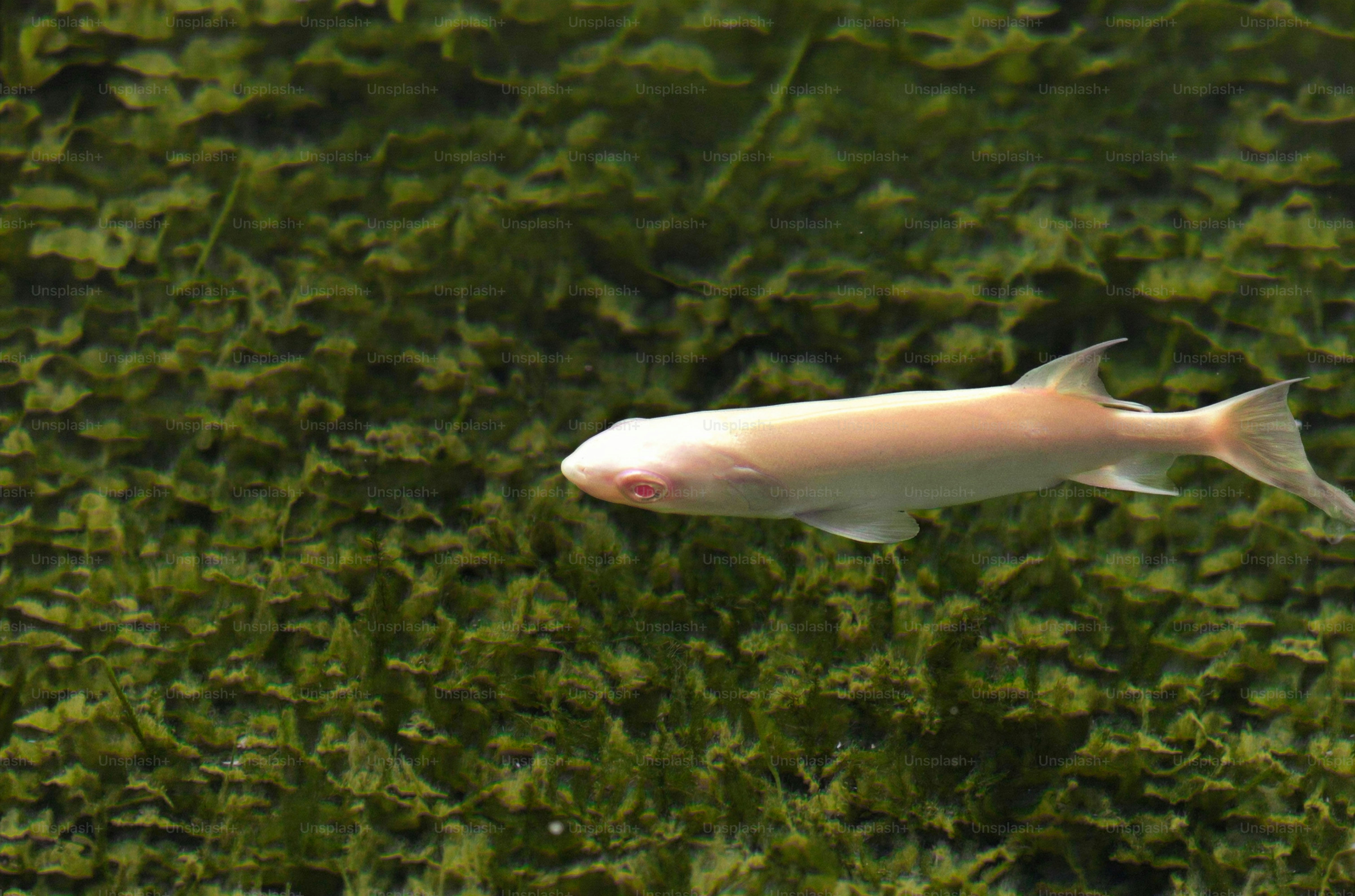 Seekor ikan albino berenang dengan latar belakang hijau subur.