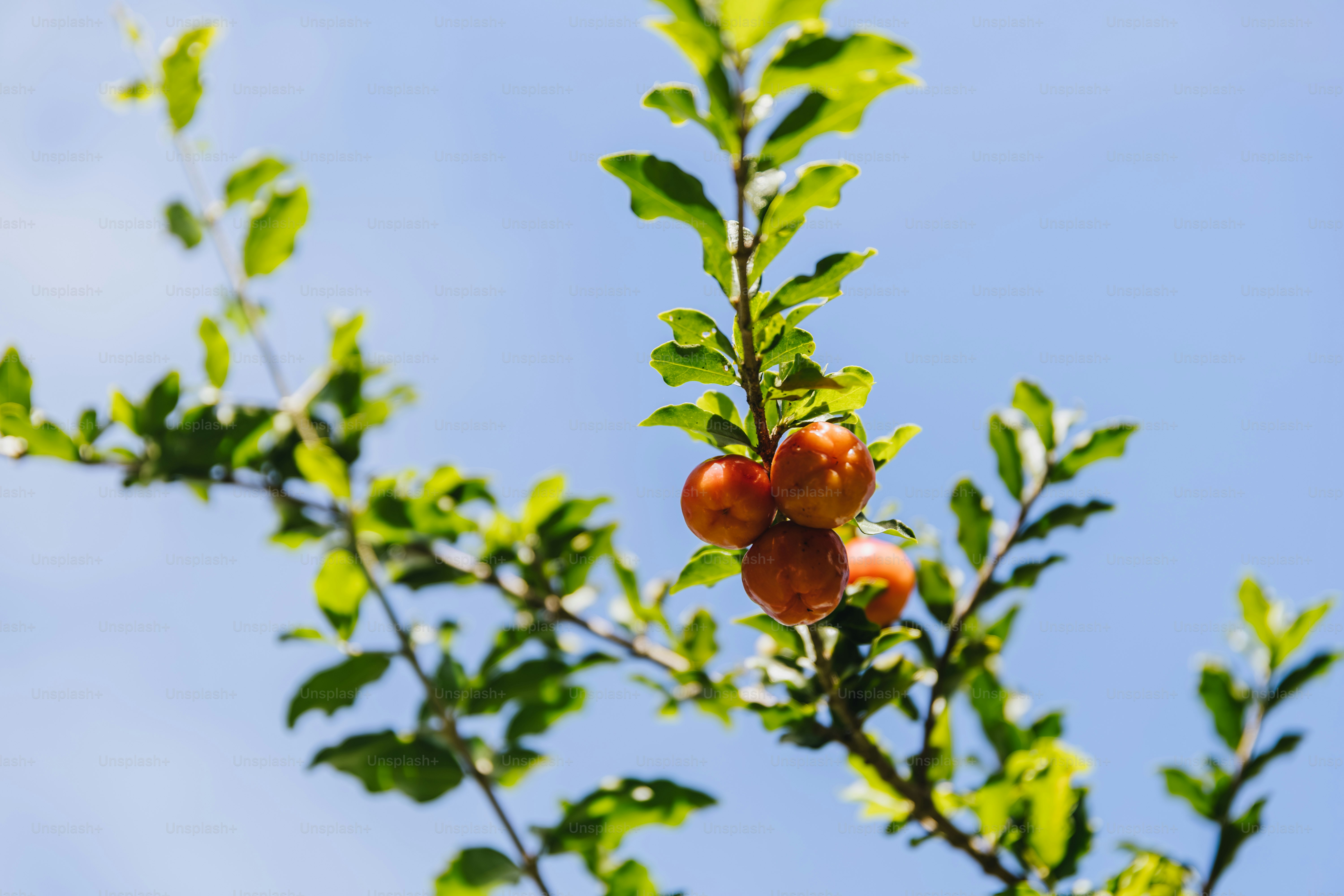 Reddish fruits on leafy branch against clear blue sky