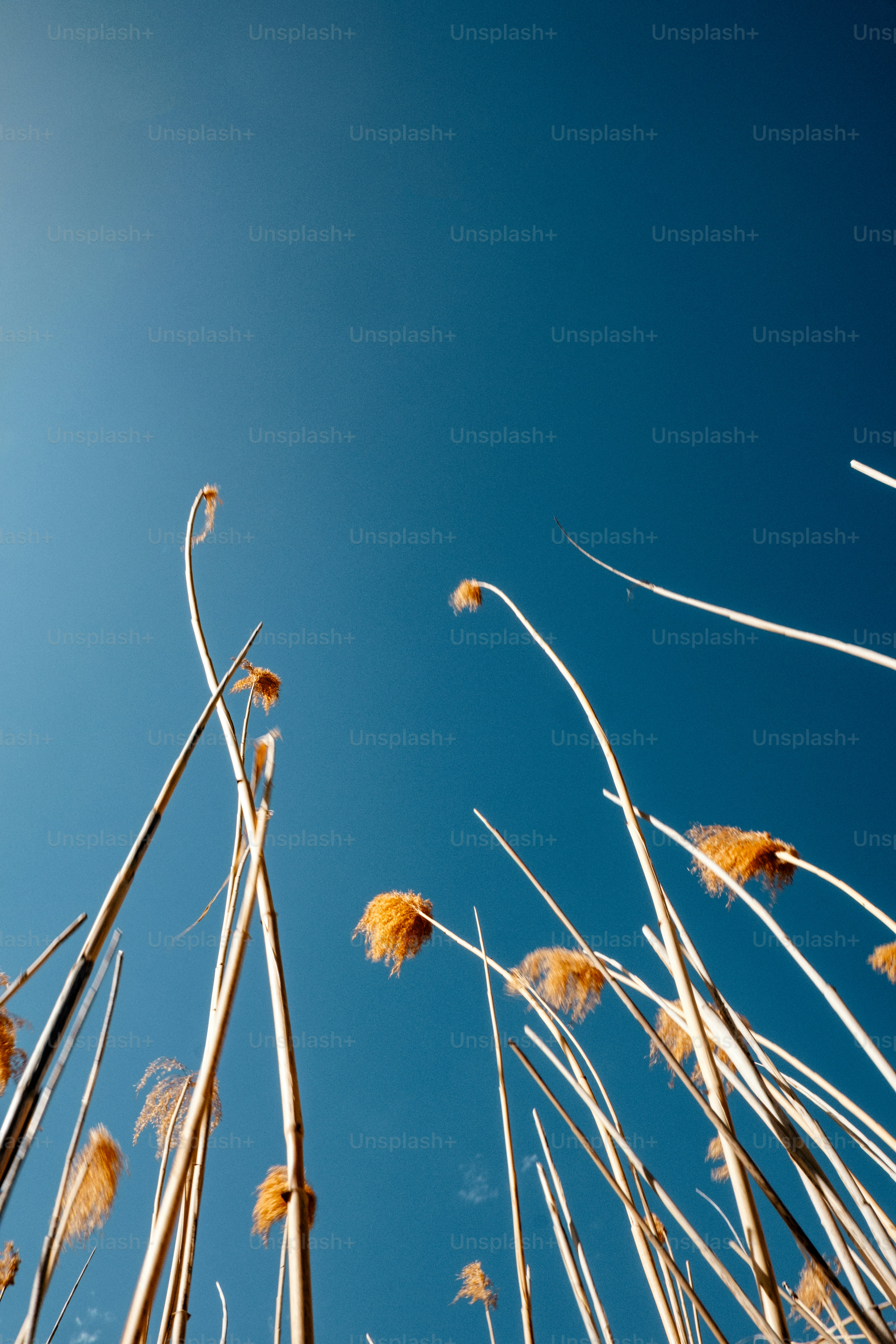 Golden reeds reaching towards a bright, clear blue sky.