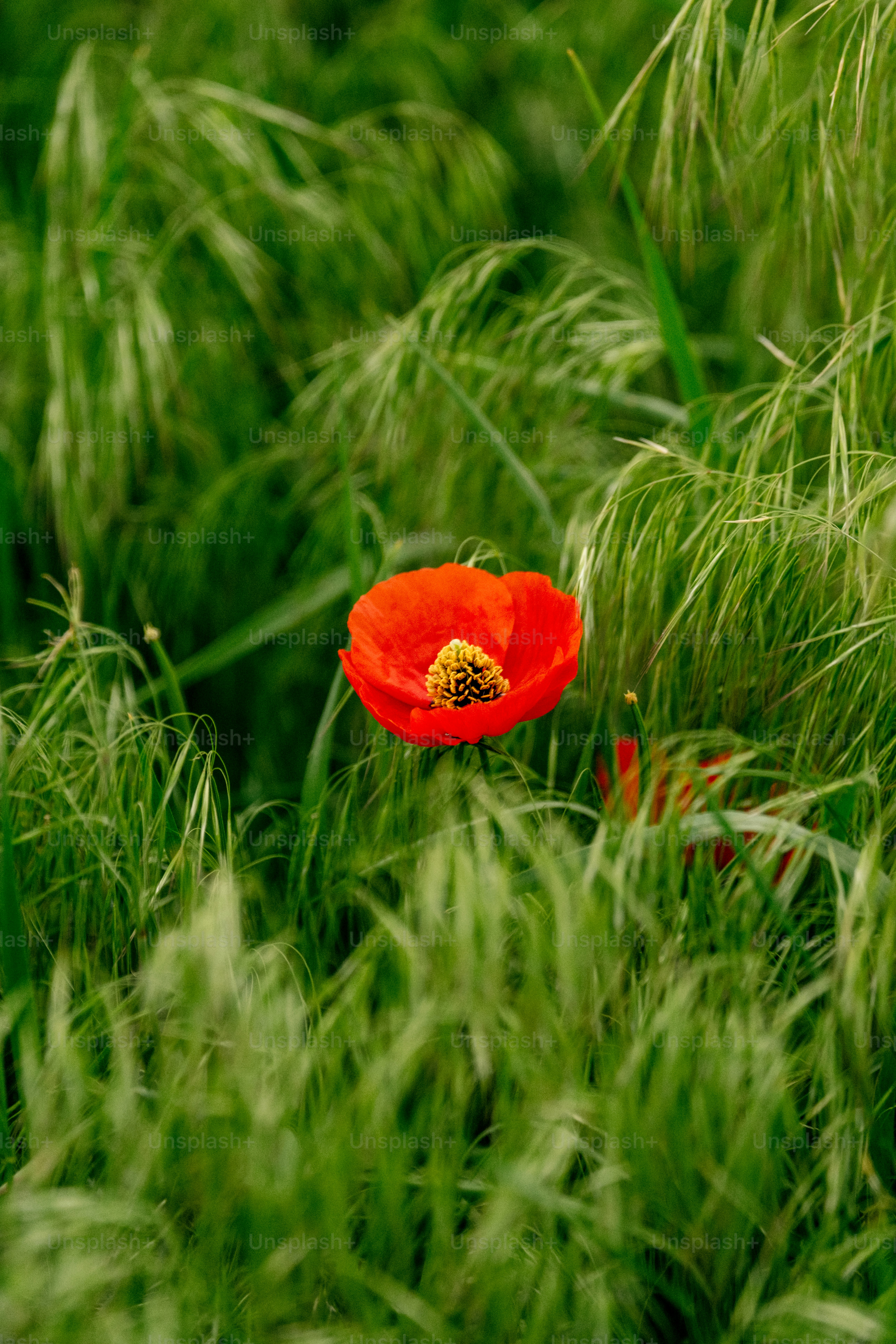A vibrant red poppy blooms amidst lush green grass. photo – Flower ...