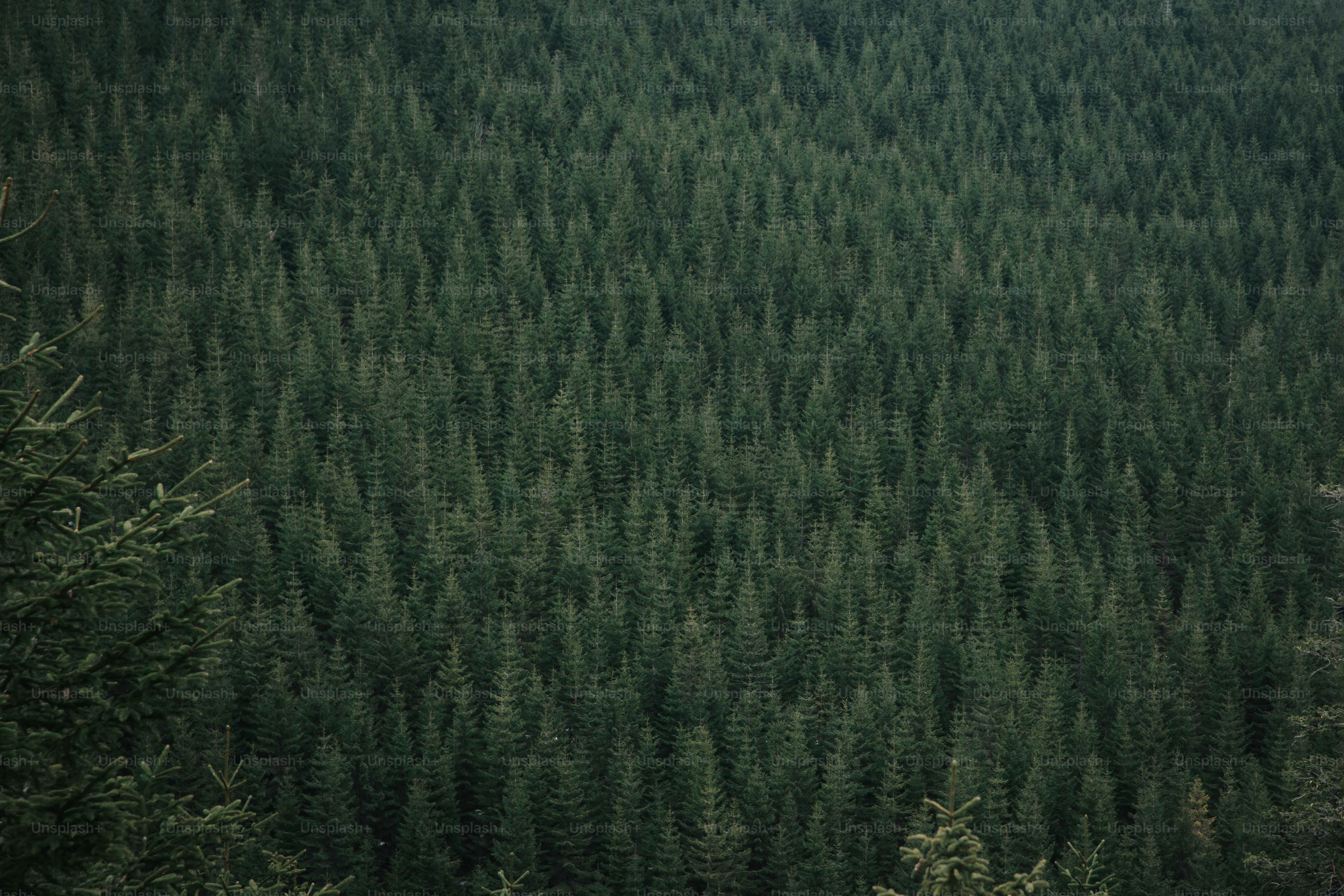 Hutan cemara yang subur dan lebat dilihat dari atas.