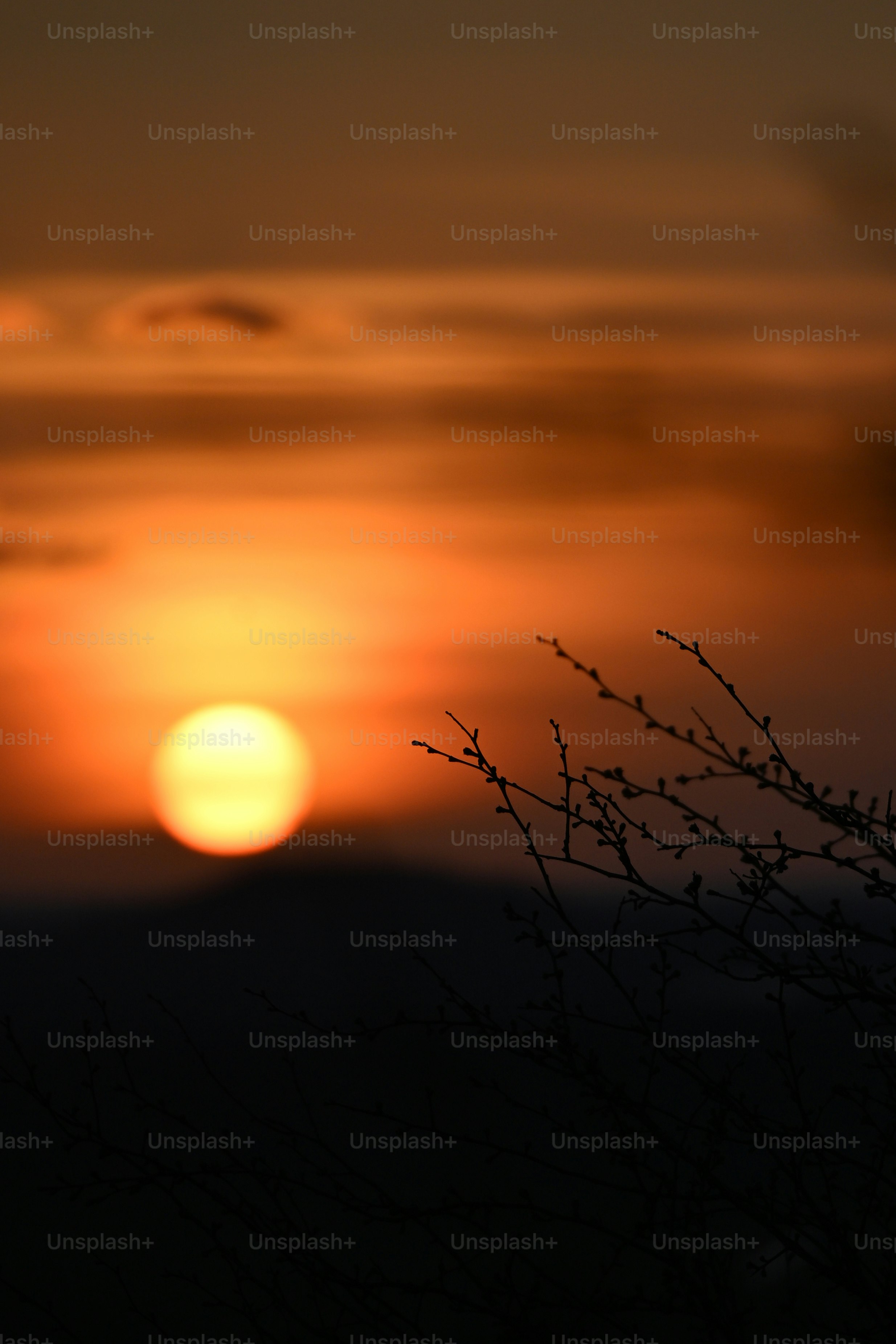 A vibrant orange sunset with silhouetted branches.