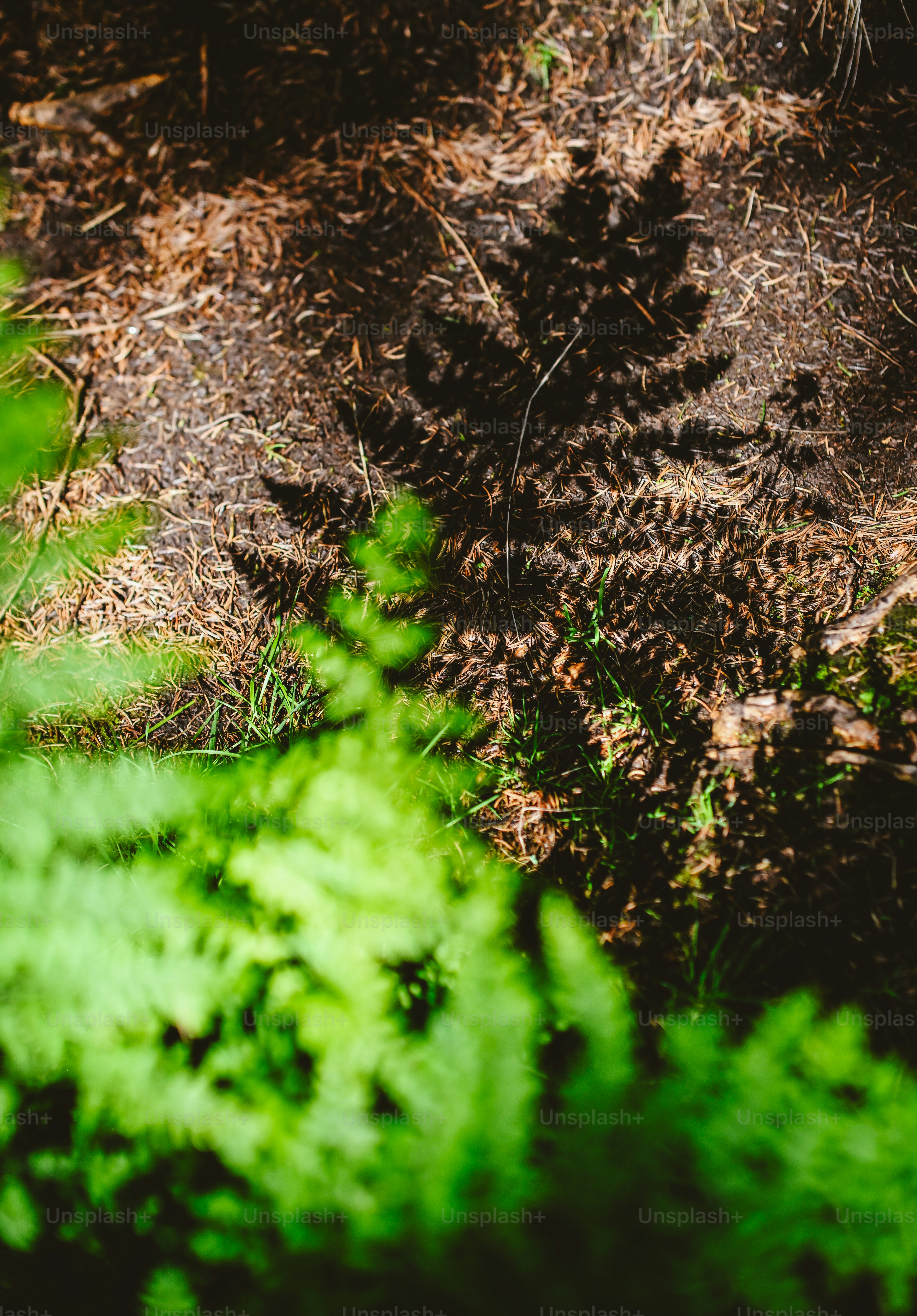 Fern shadow cast on dry forest floor.