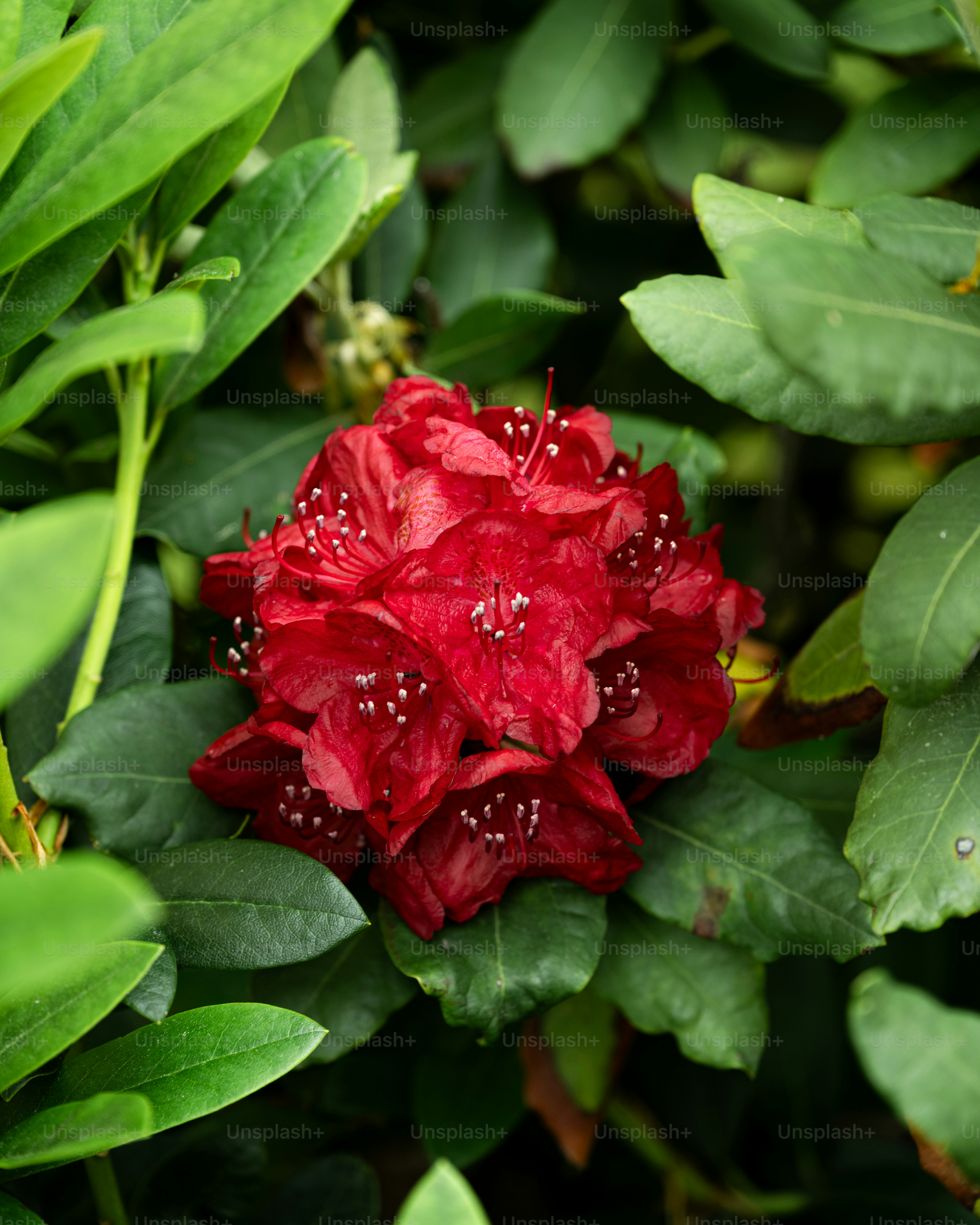Una vibrante flor roja florece entre hojas verdes y exuberantes.