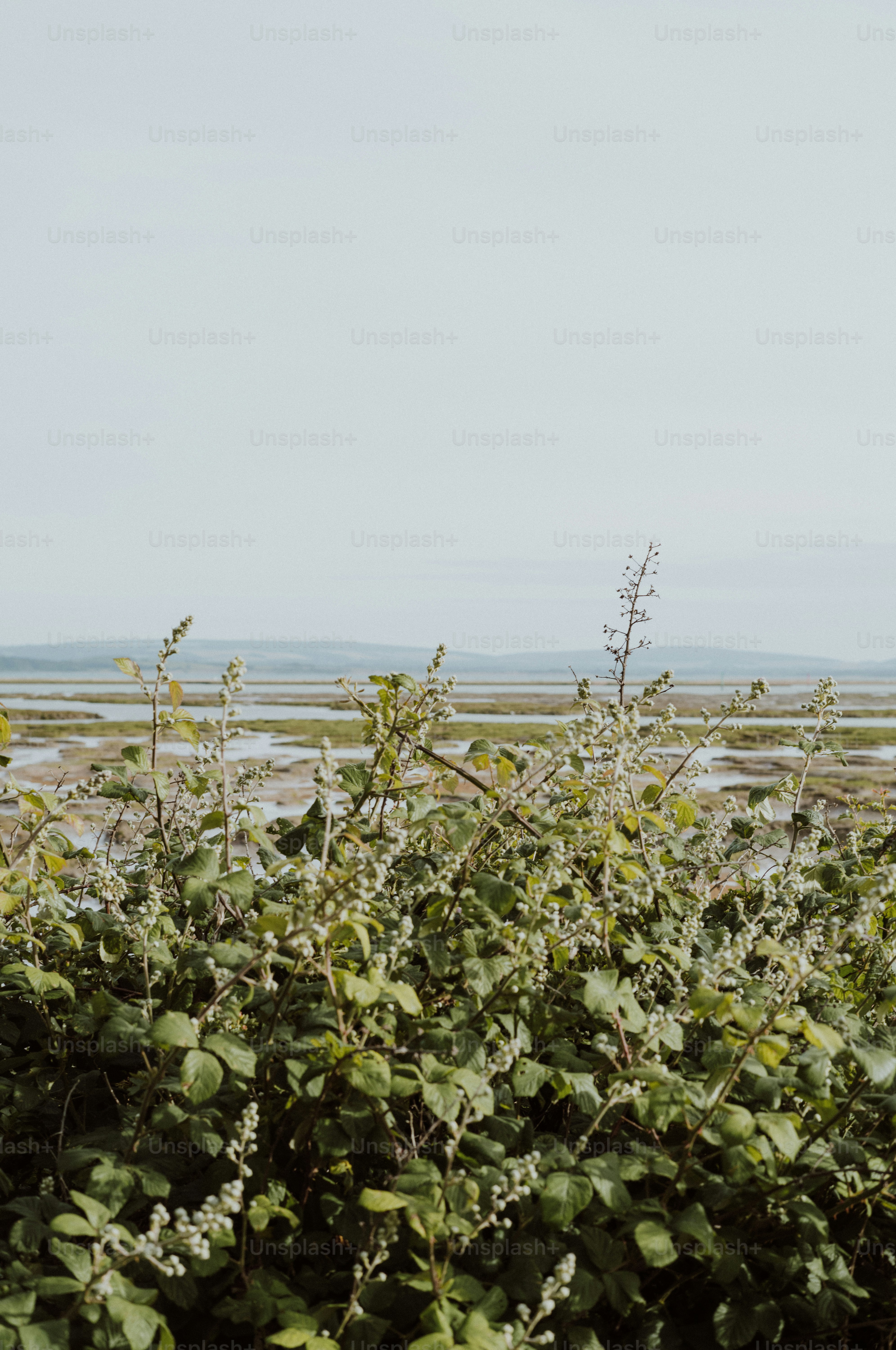 Green bushes with white flowers overlook a marshy tidal landscape.