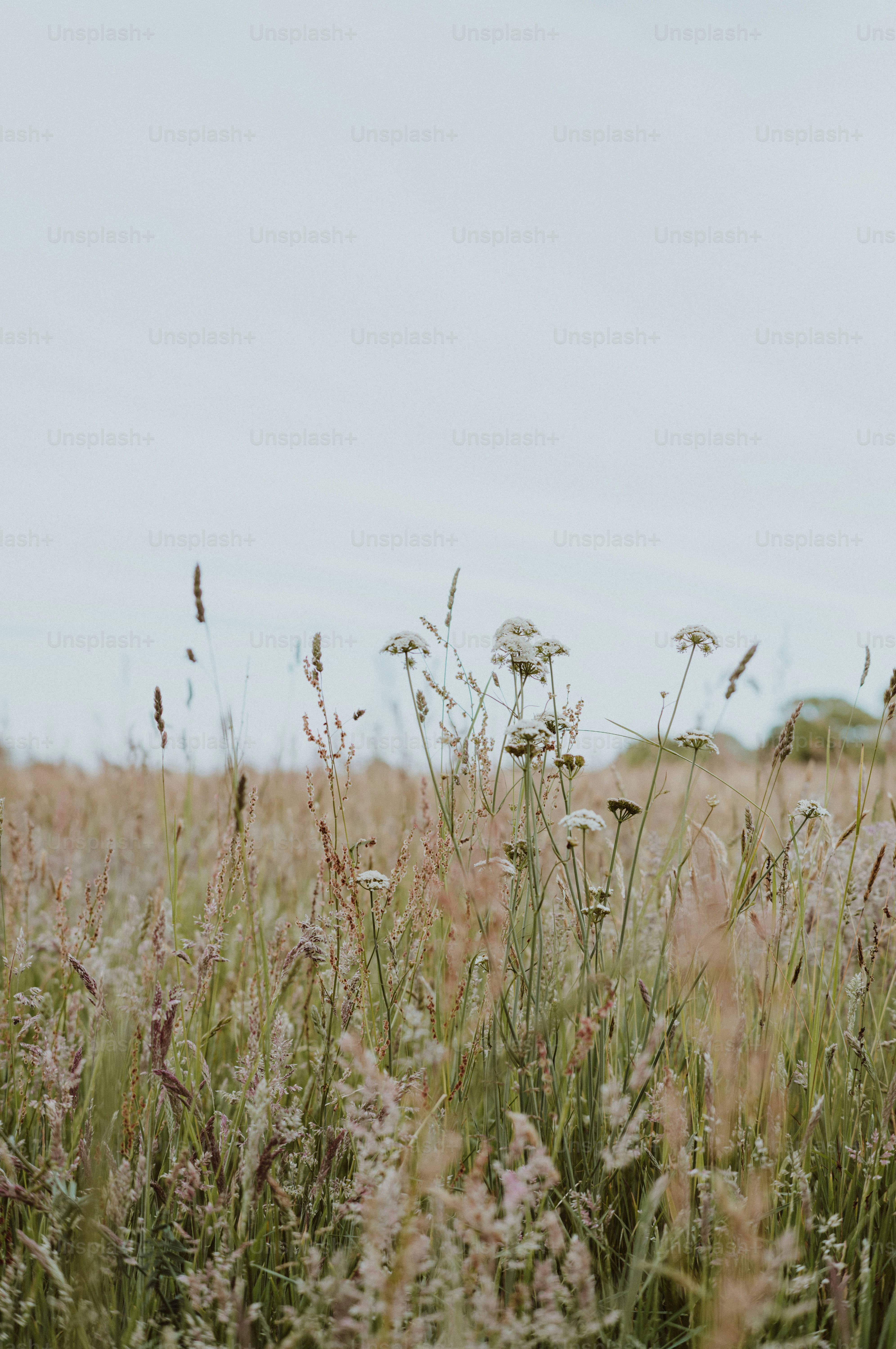 Wildflowers and tall grass swaying in an open field.
