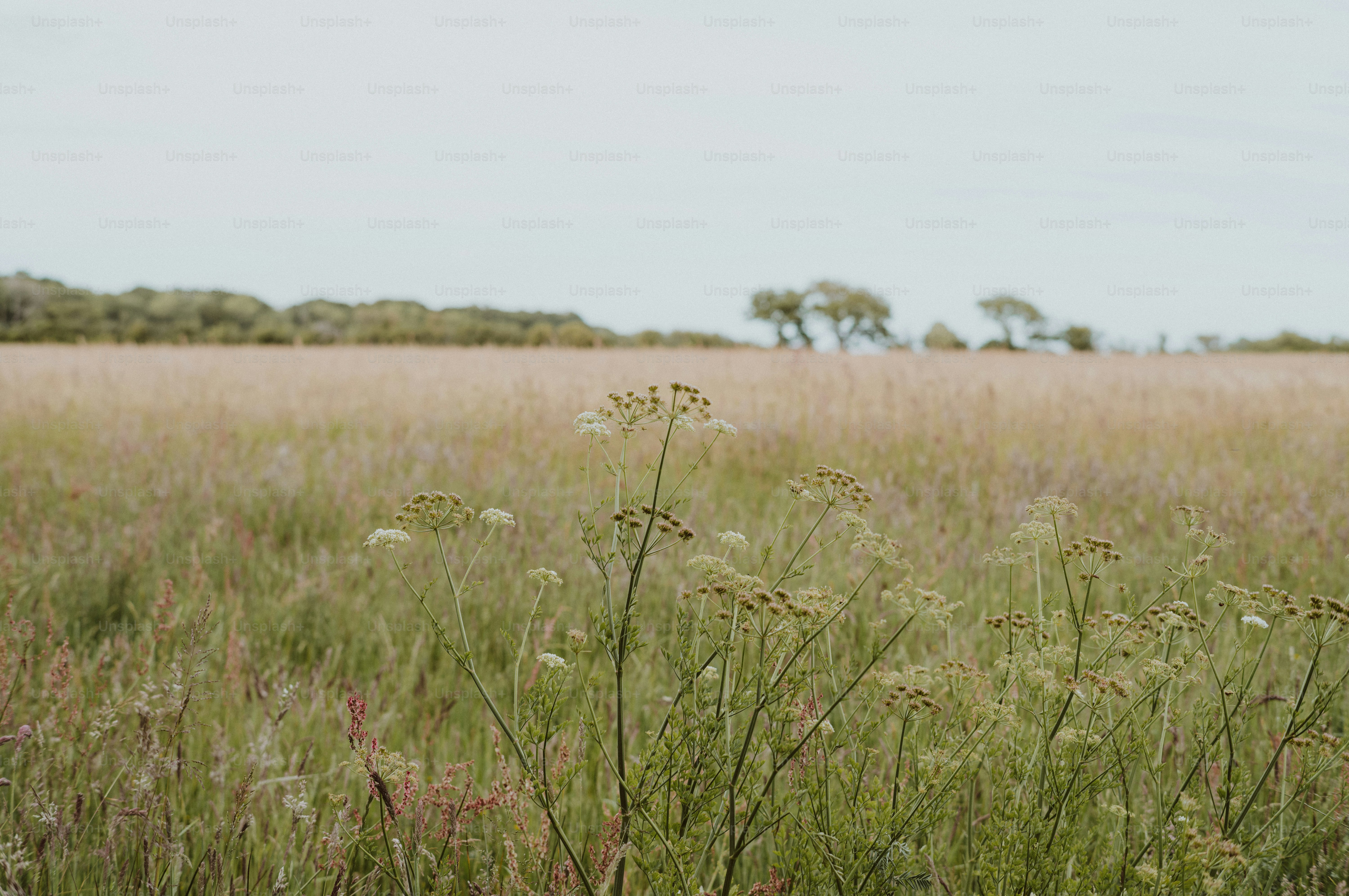 Open grassy field with wildflowers and distant trees.