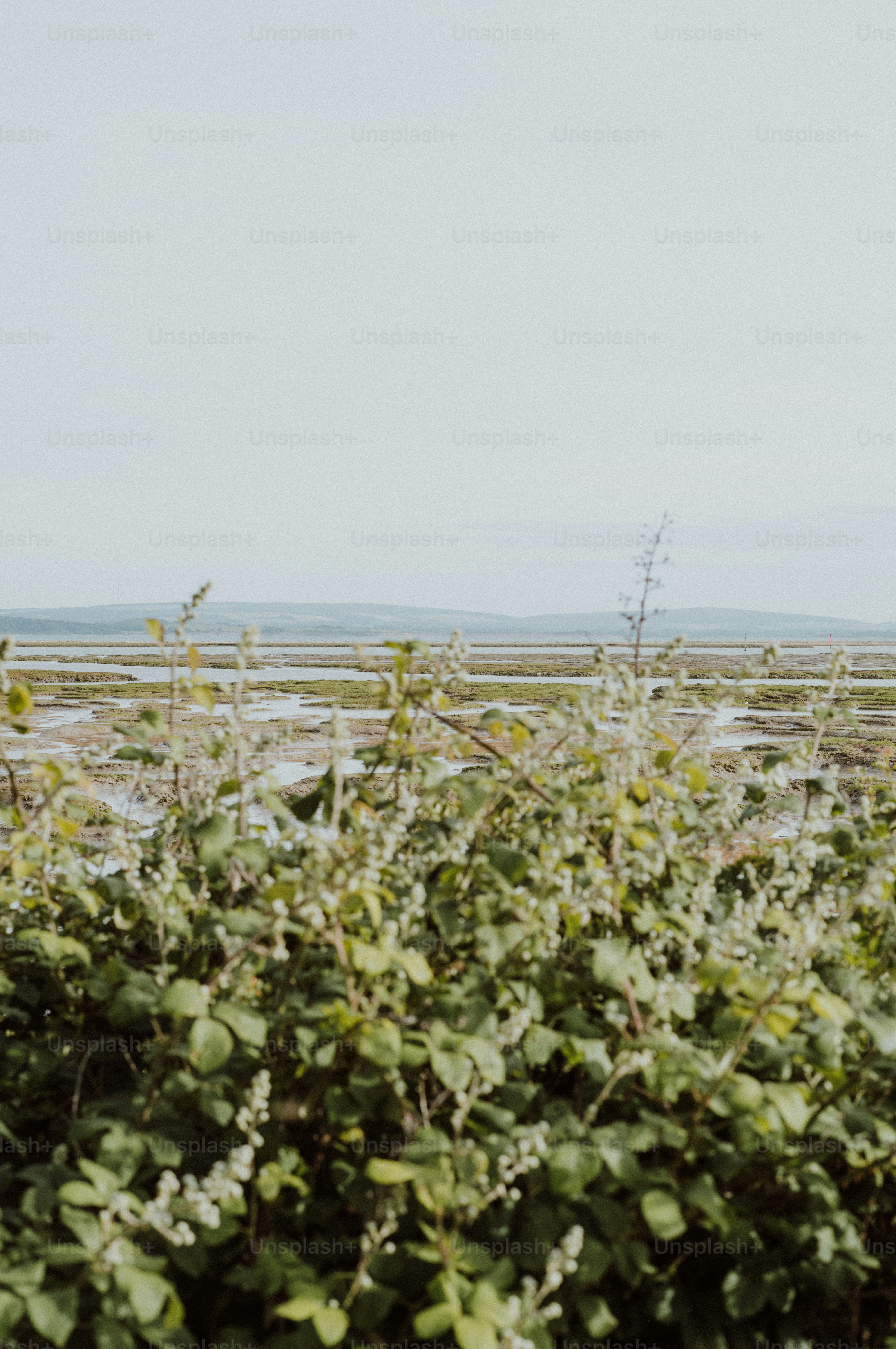 Green bushes overlook a vast marshland under a clear sky.