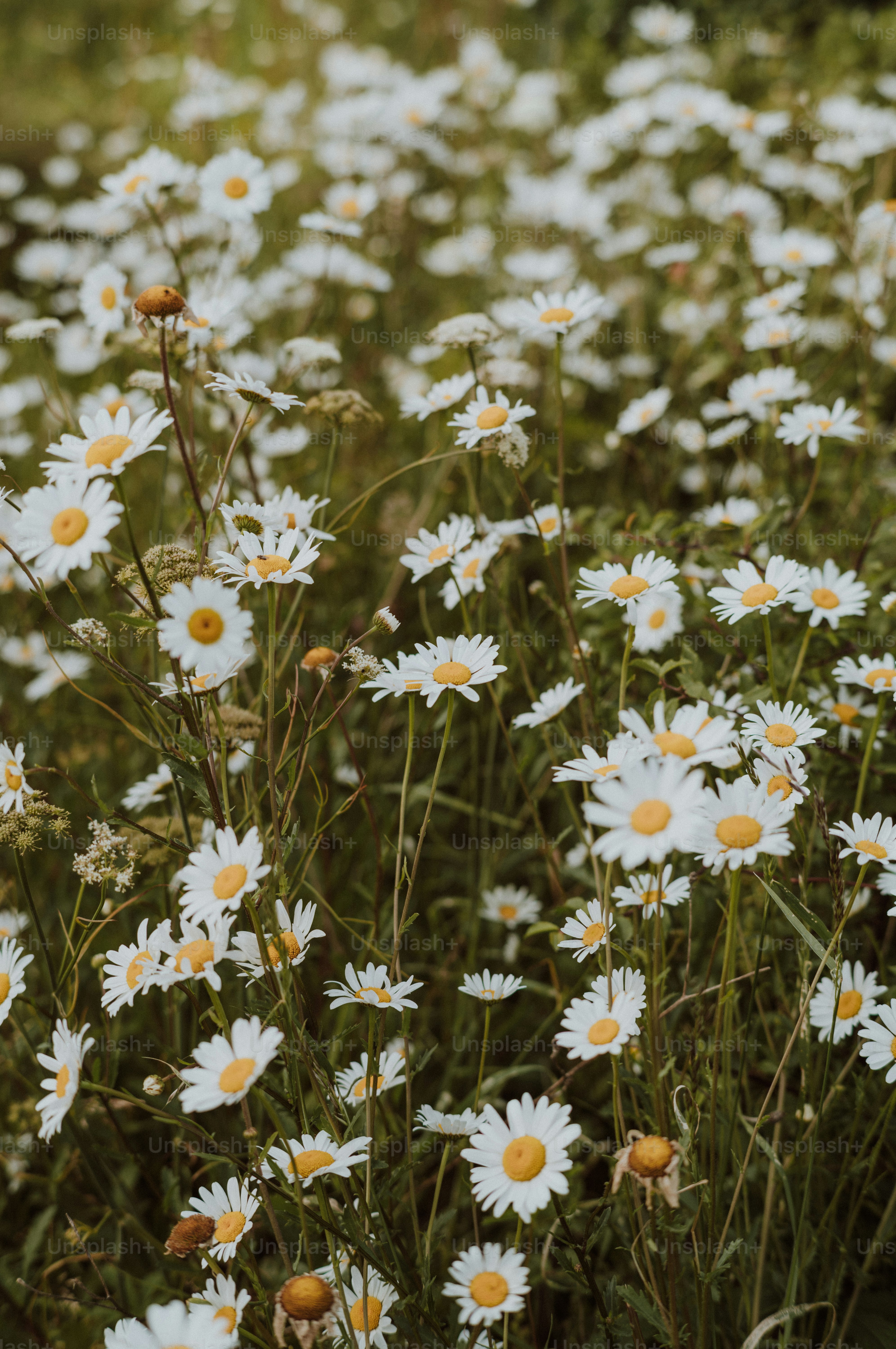 A field of white daisies blooming in green grass.