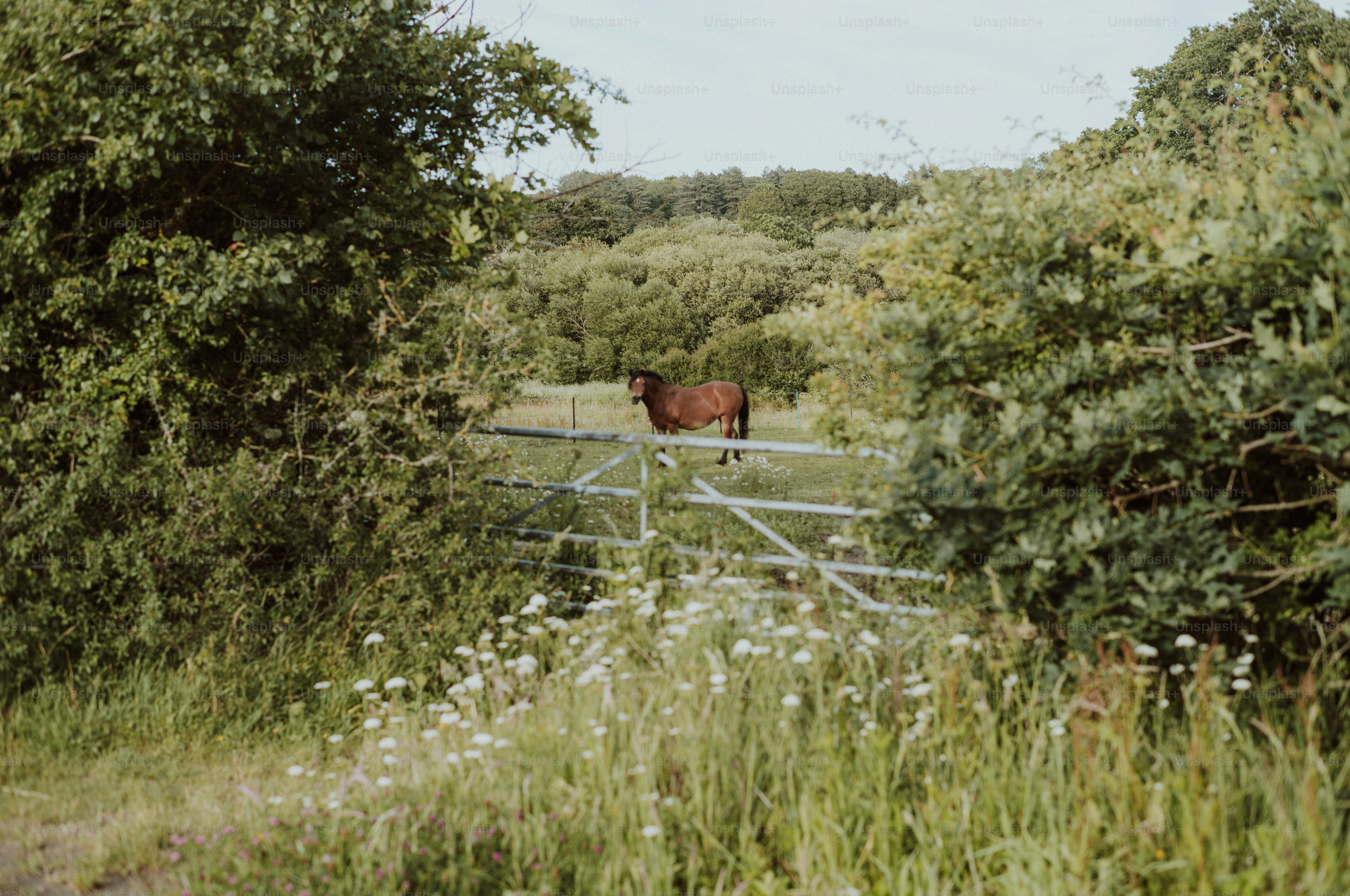 Brown horse in a lush green field behind a gate.