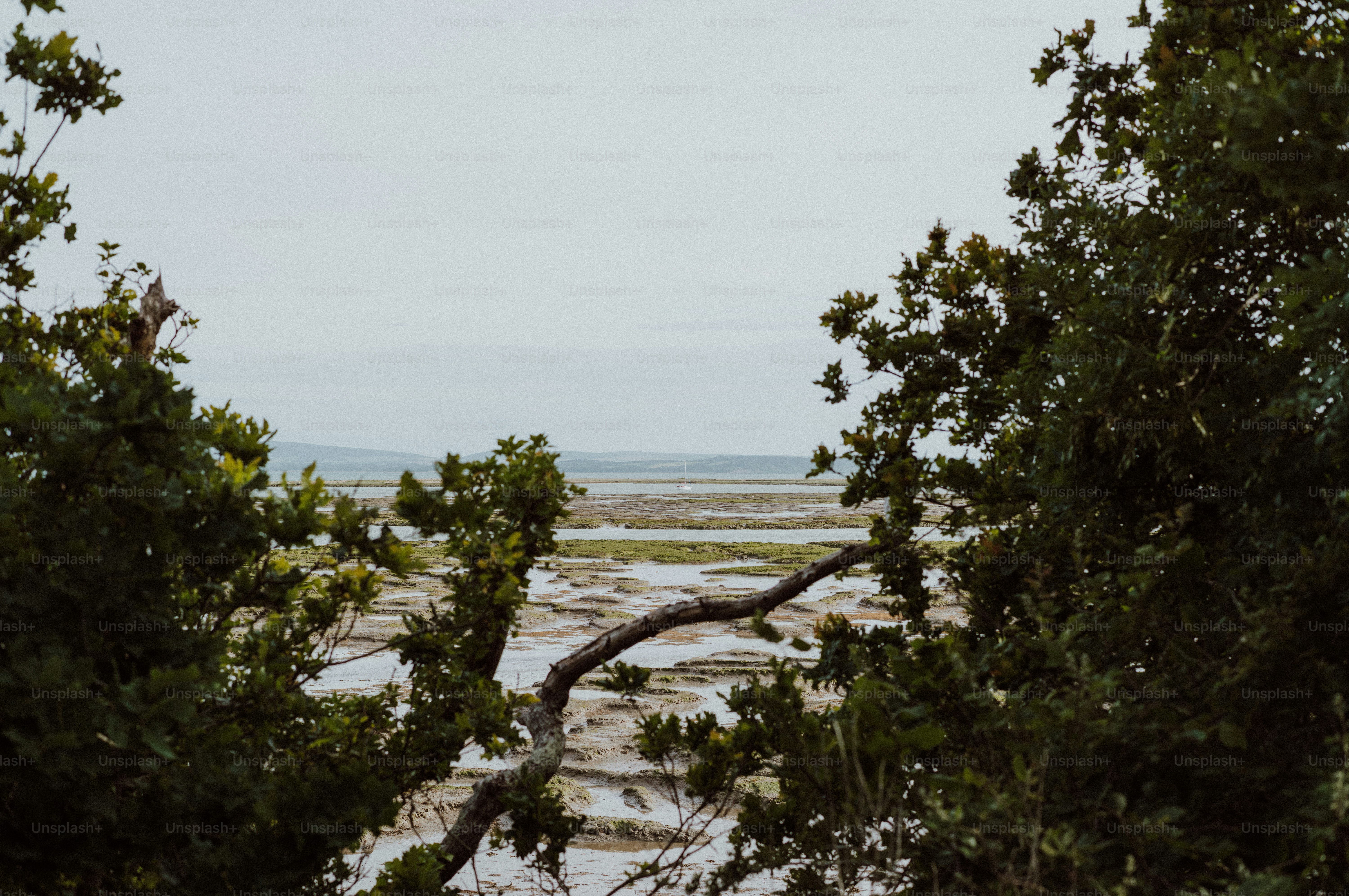 Trees frame a bay with mudflats under a cloudy sky.