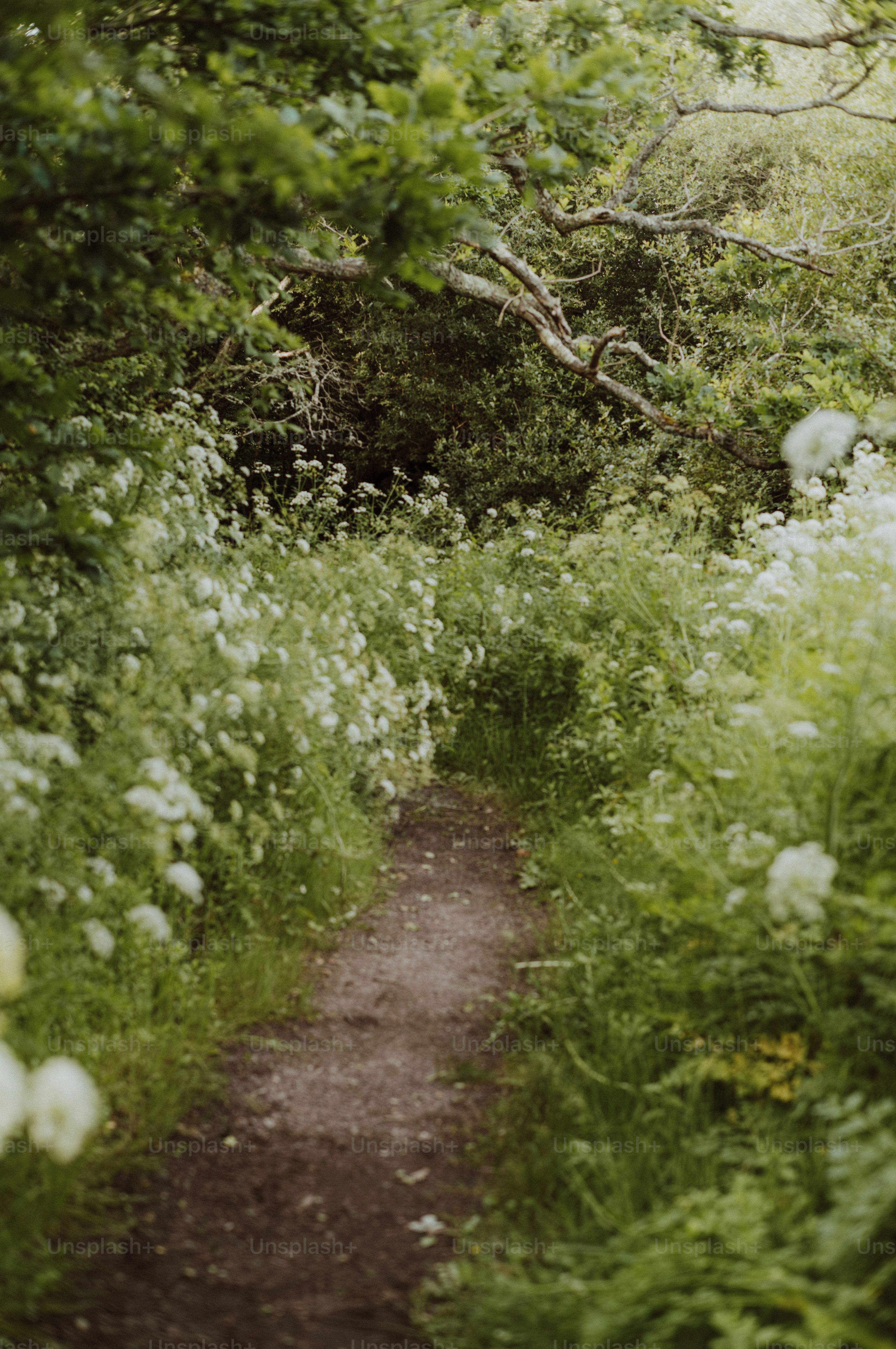 Overgrown forest path lined with white wildflowers and green foliage.